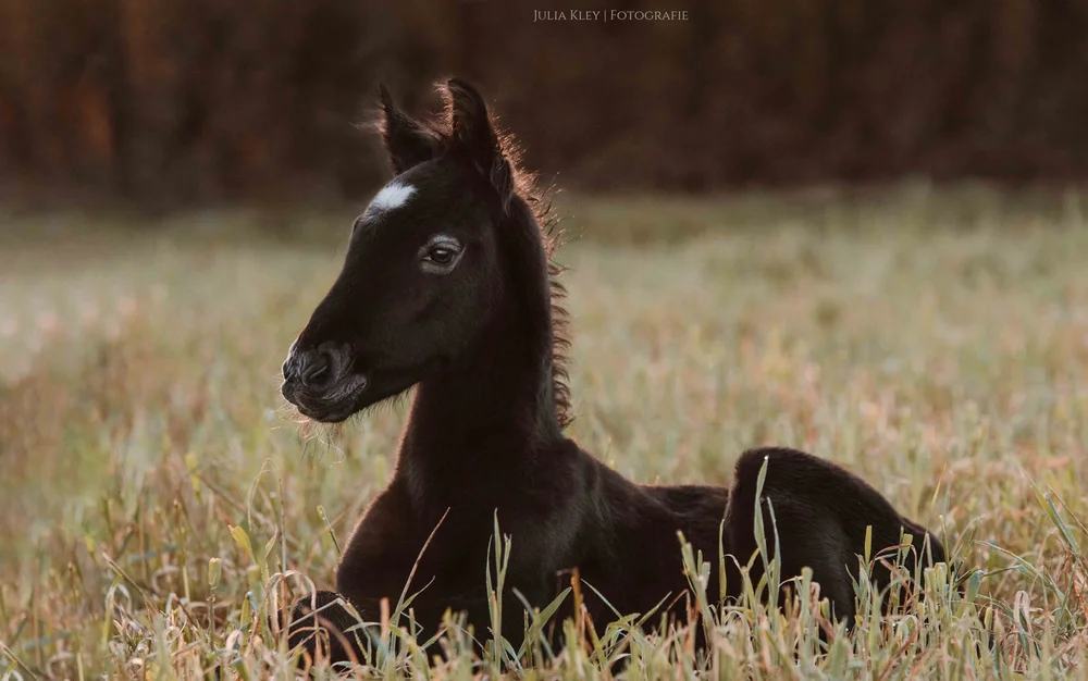 horse riding holidays in Spain Mallorca
