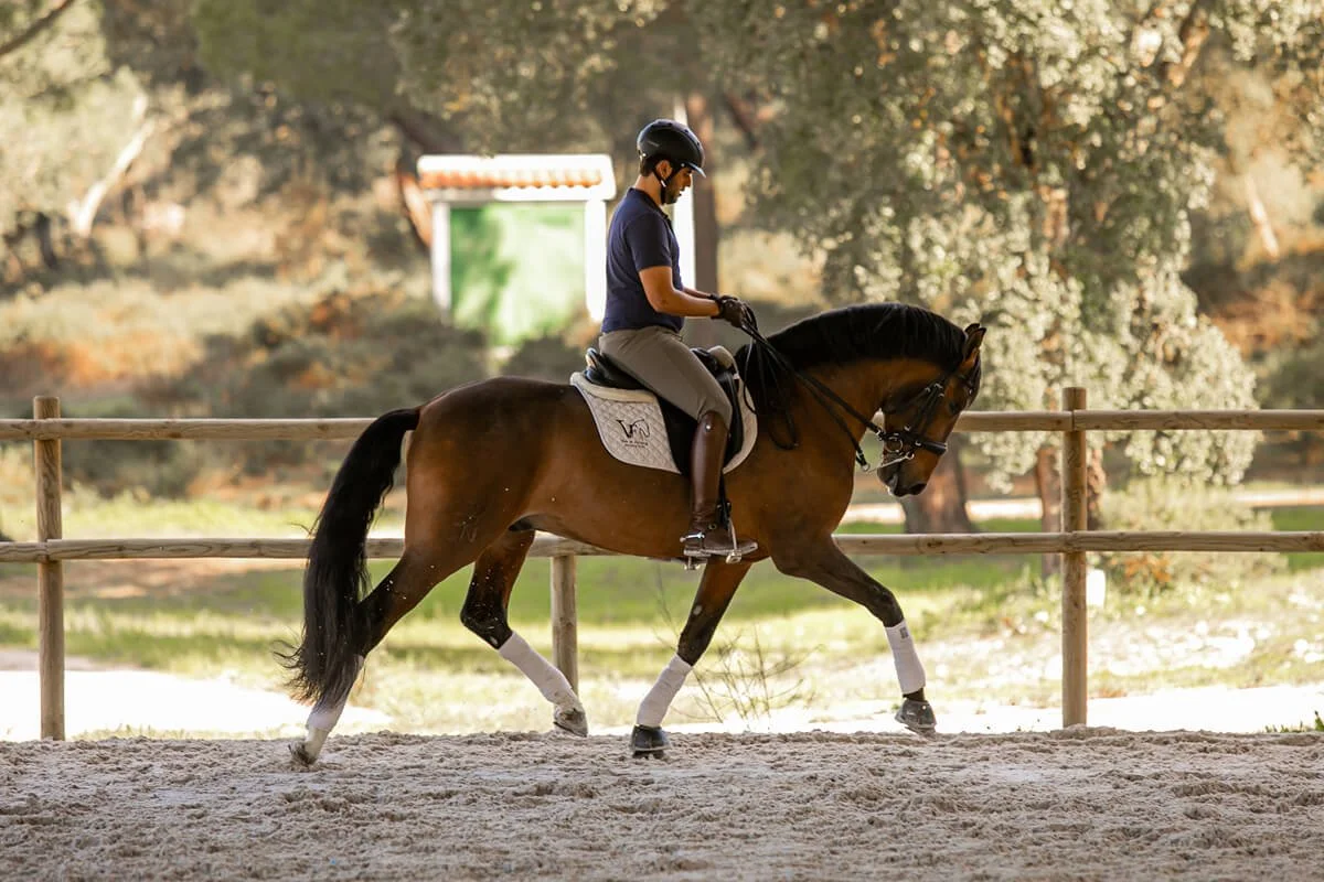 Dressage lesson with a bay Lusitano horse in an outdoor arena in Portugal