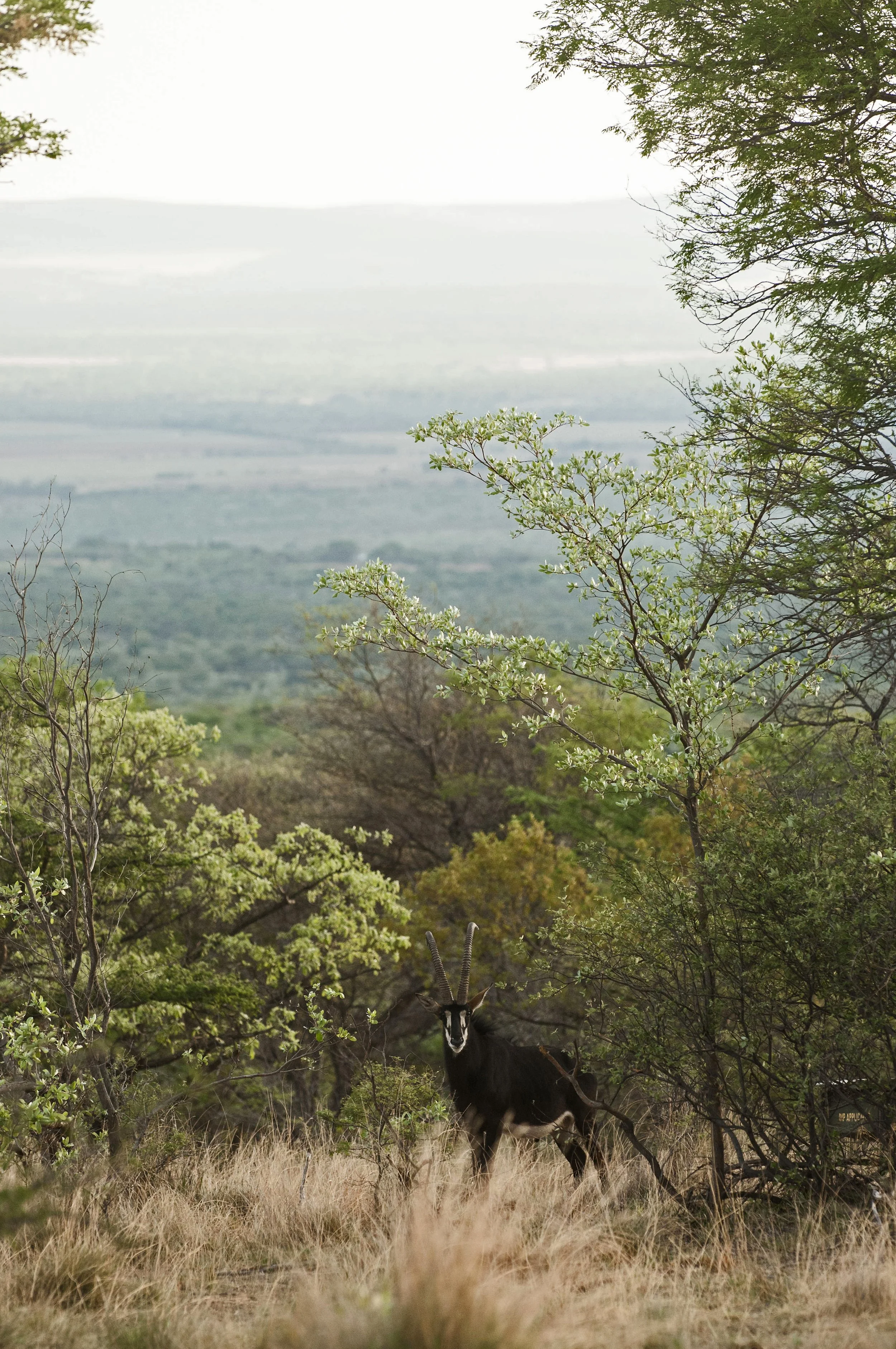 south africa horse safari17.jpg