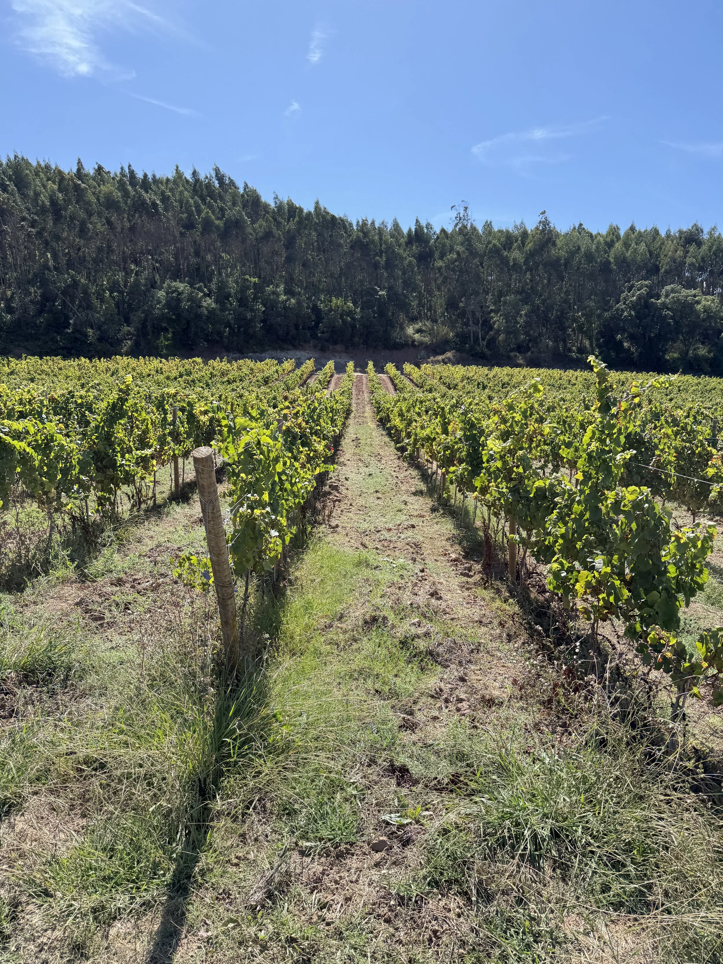 luxury dressage quinta portugal36.JPG