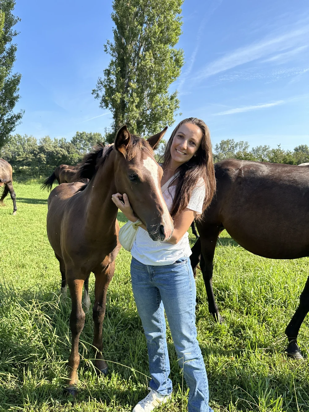 Studfarm in Provence, France