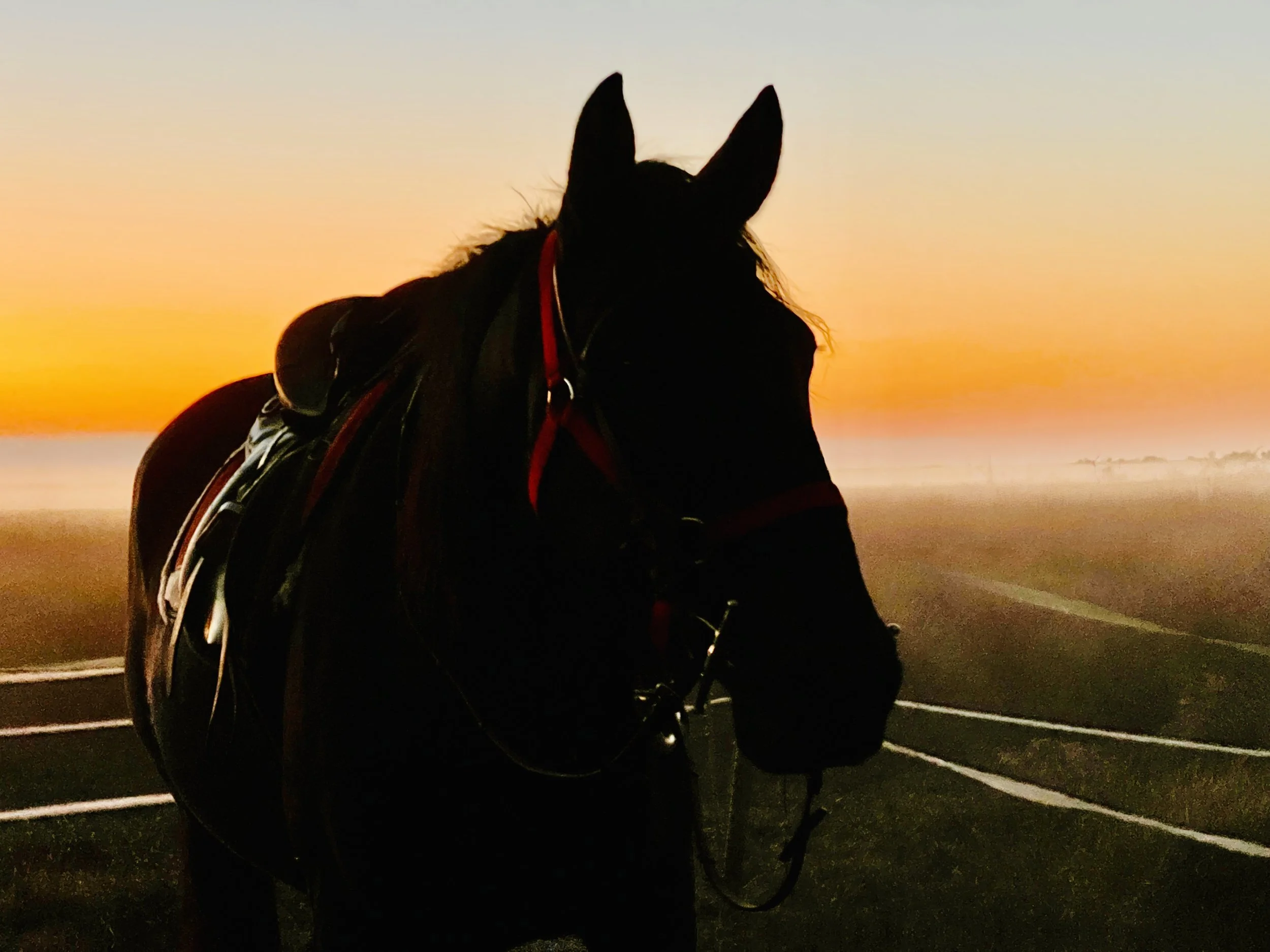 Mediterranean Trail horse riding 12.jpg