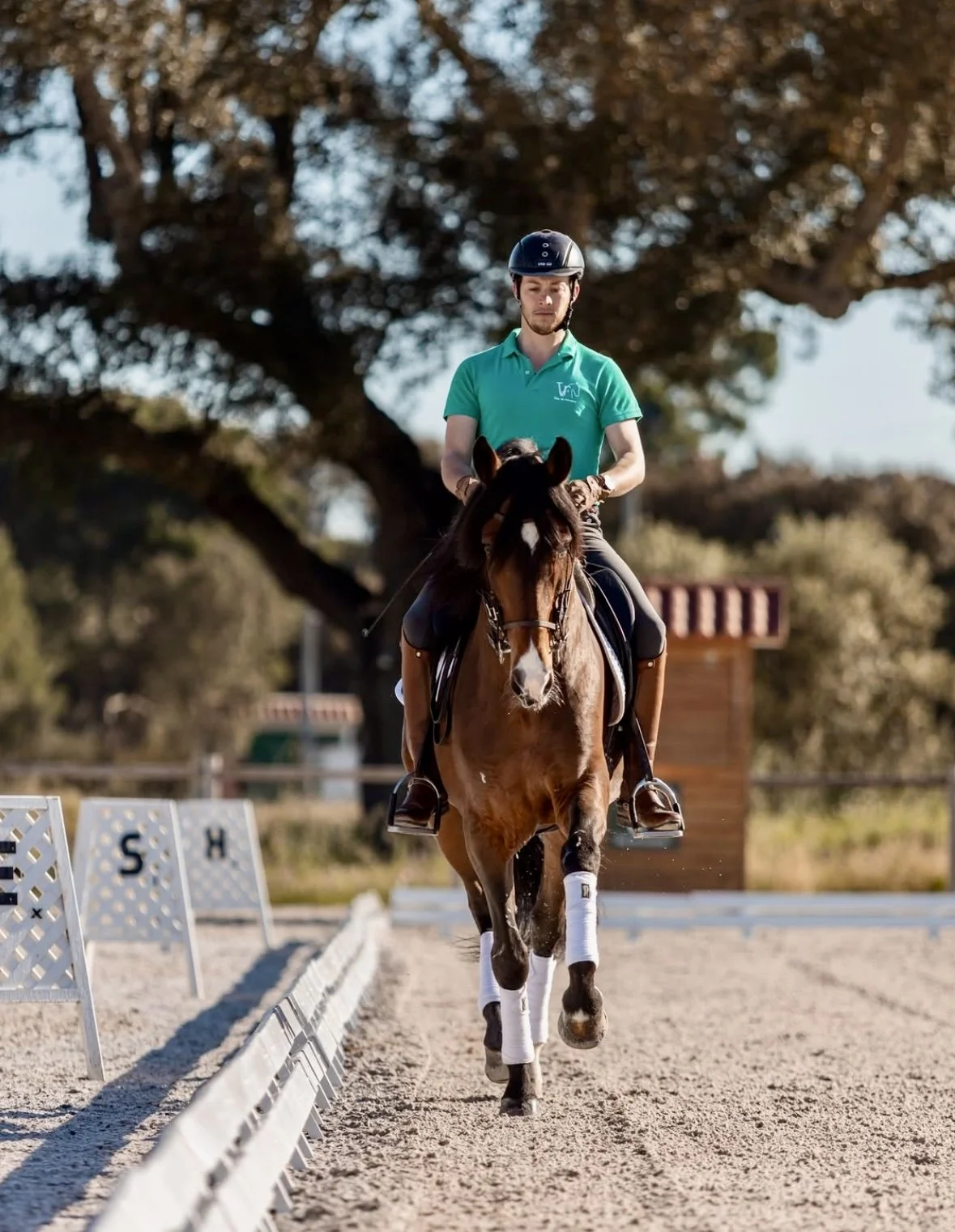 Dressage class with a bay Lusitano horse in an outdoor arena in Santarém, Portugal