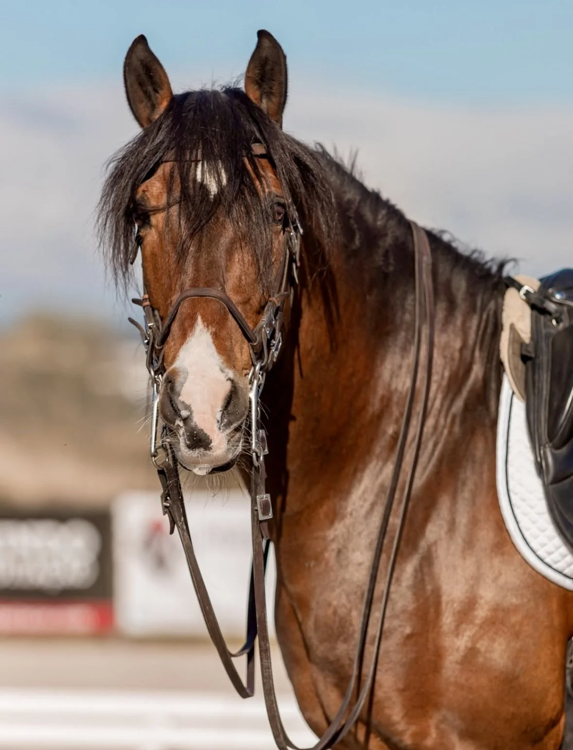 Majestic bay Lusitano horse in Pportugal
