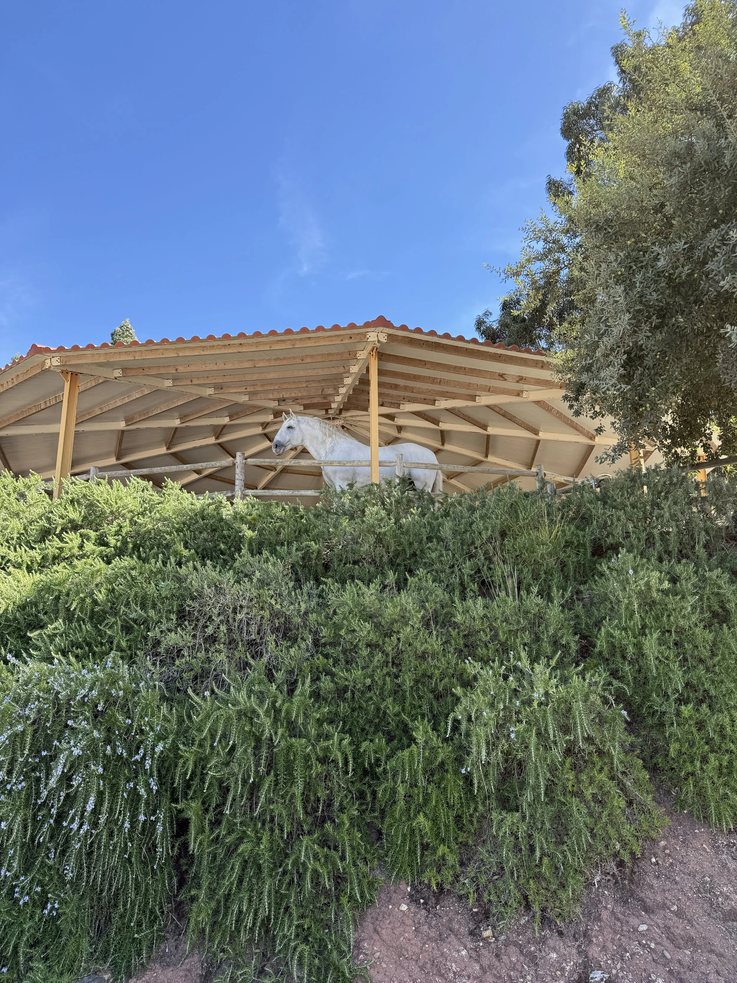 luxury dressage quinta portugal37.JPG