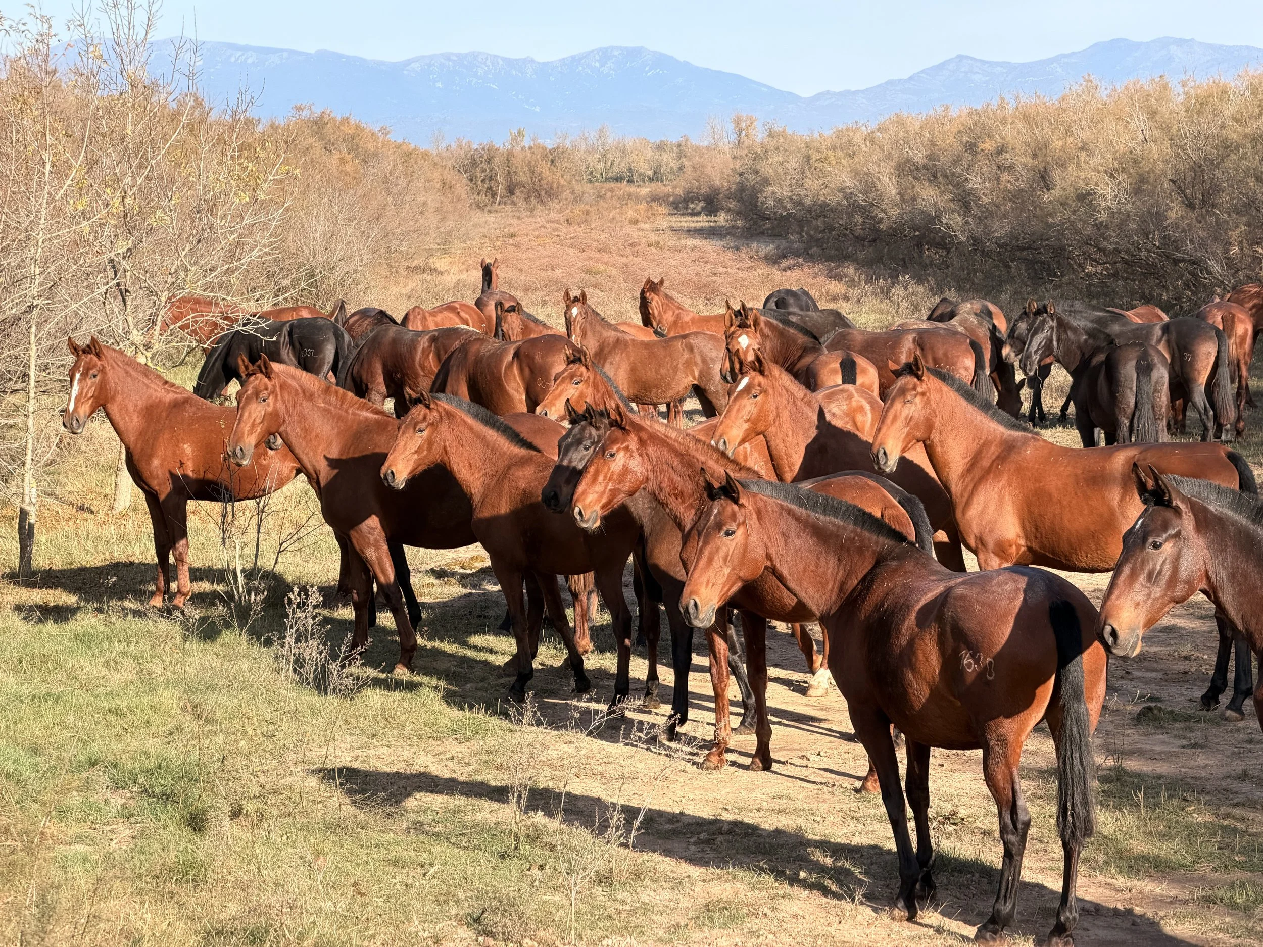 Horizon Trail Catalonia World on Horseback13.JPG