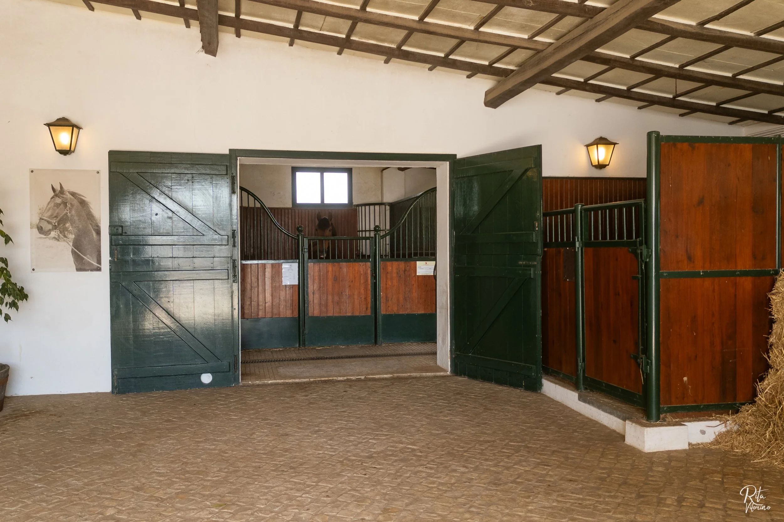 luxury dressage quinta portugal51.JPG
