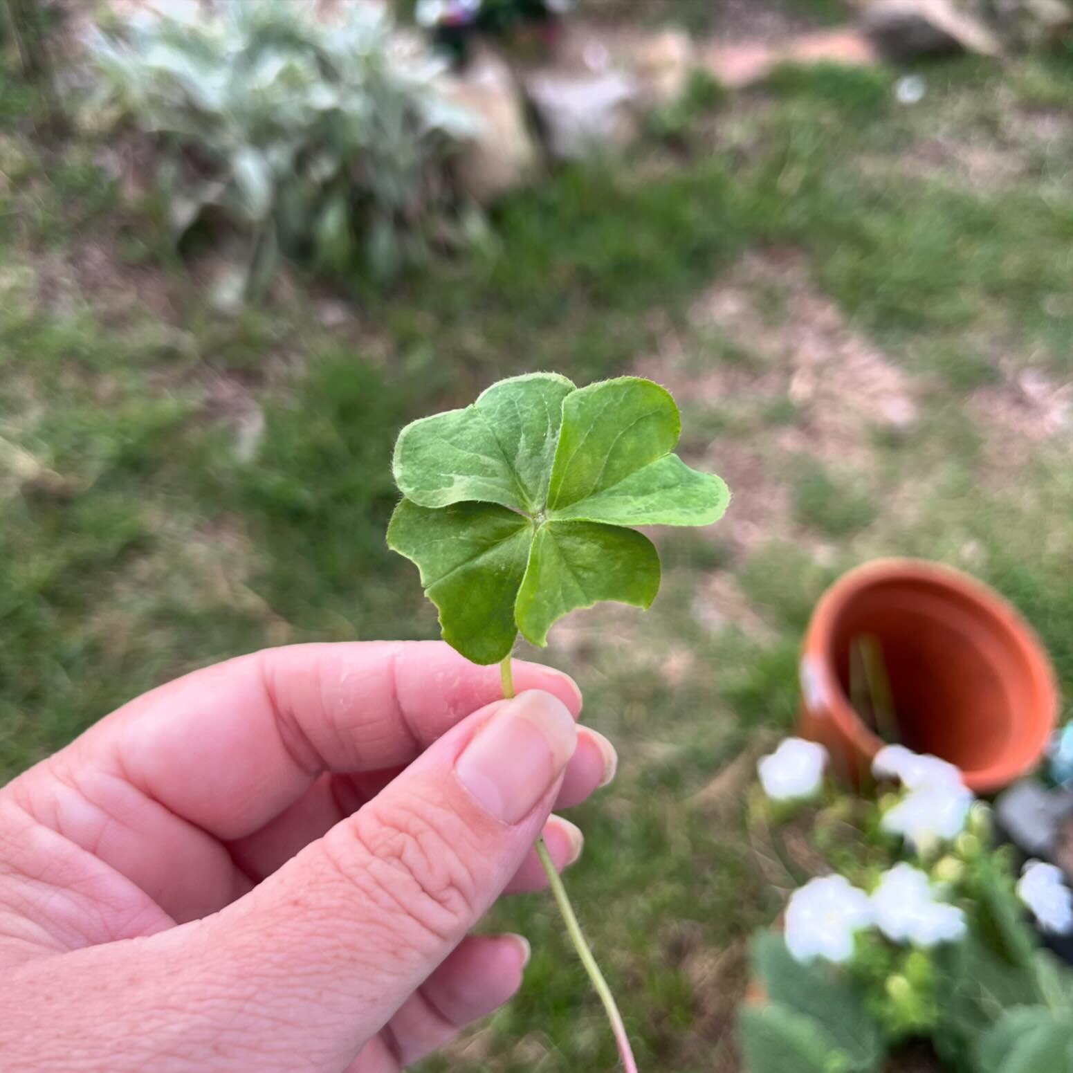 Happy St Paddy&rsquo;s Day from me and this partially chewed four leaf clover. A good reminder that not  everything has to be perfect to have value 🍀

#StPatricksDay #FourLeafClover