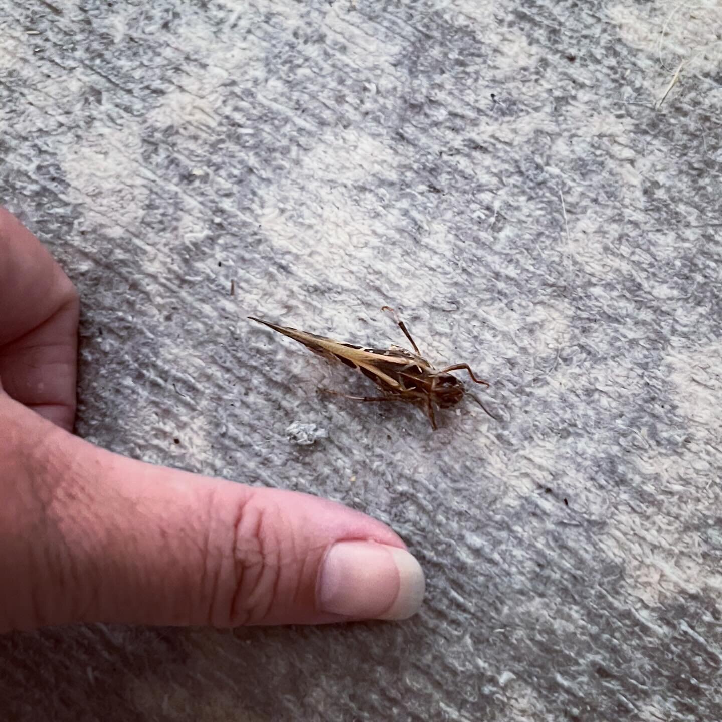 This week in Bugs, and much to my chagrin this one came INSIDE, Oedaleus australis, the Band Winged Grasshopper. 

This one was partially deceased when I found it, which I assume means security (Chicken) got to first. Can&rsquo;t say I&rsquo;m too sa