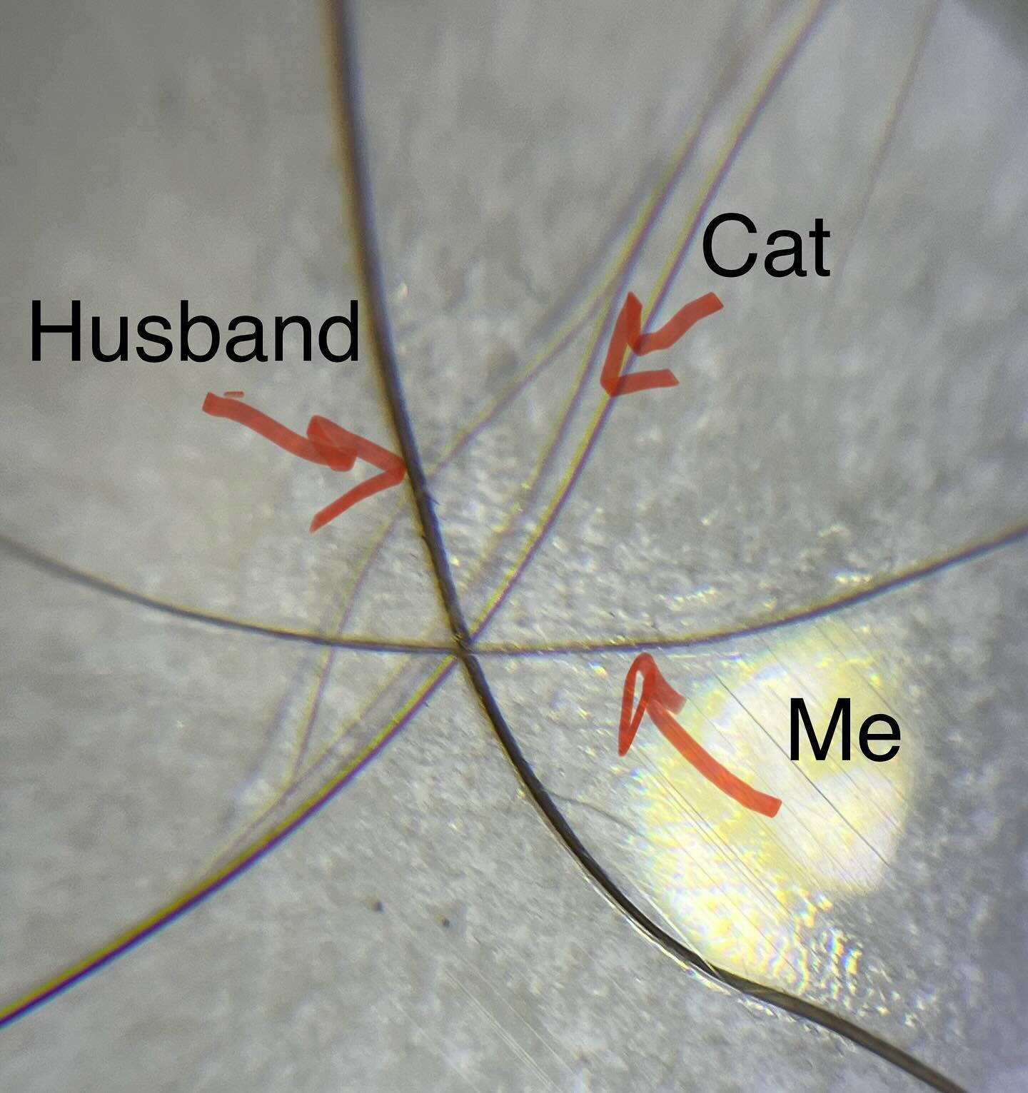 So here&rsquo;s something interesting.. (homeschooling adventures with microscopes 😂)
As some of you know, my is thin. Like REALLY thin. It&rsquo;s been steadily thinning for years, at one point so much fell out during the lockdowns that I shaved my