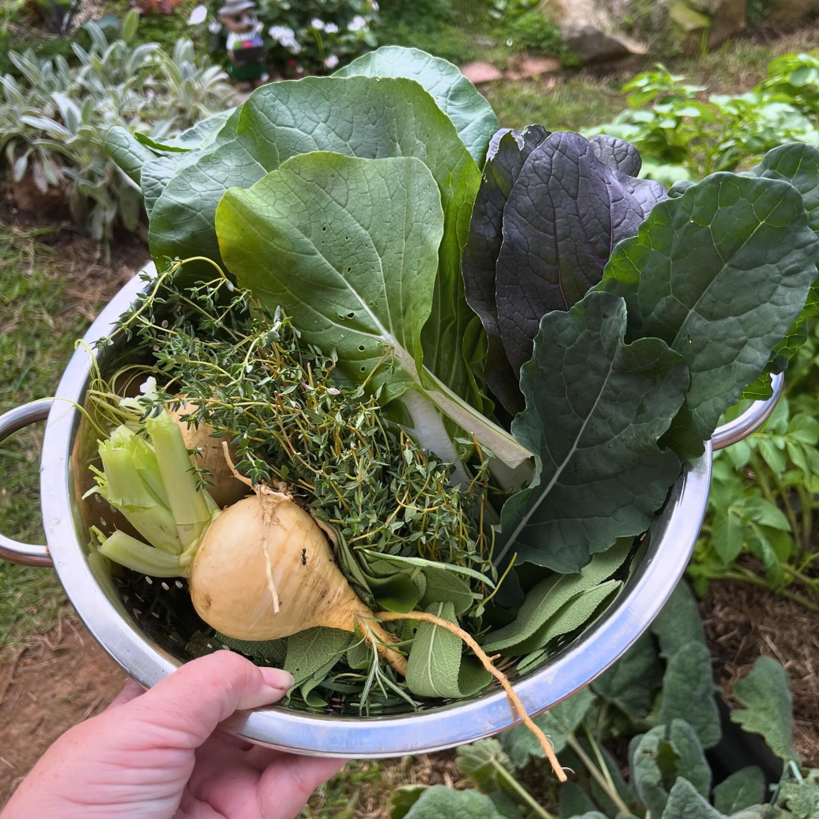 A nice little mid Autumn harvest 🌿🥬

The garden is in that awkward mid season phase where very little is at harvest size, though thankfully we&rsquo;re still eating pumpkin by the truckload 😵&zwj;💫😂

One of the best things to grow though is herb