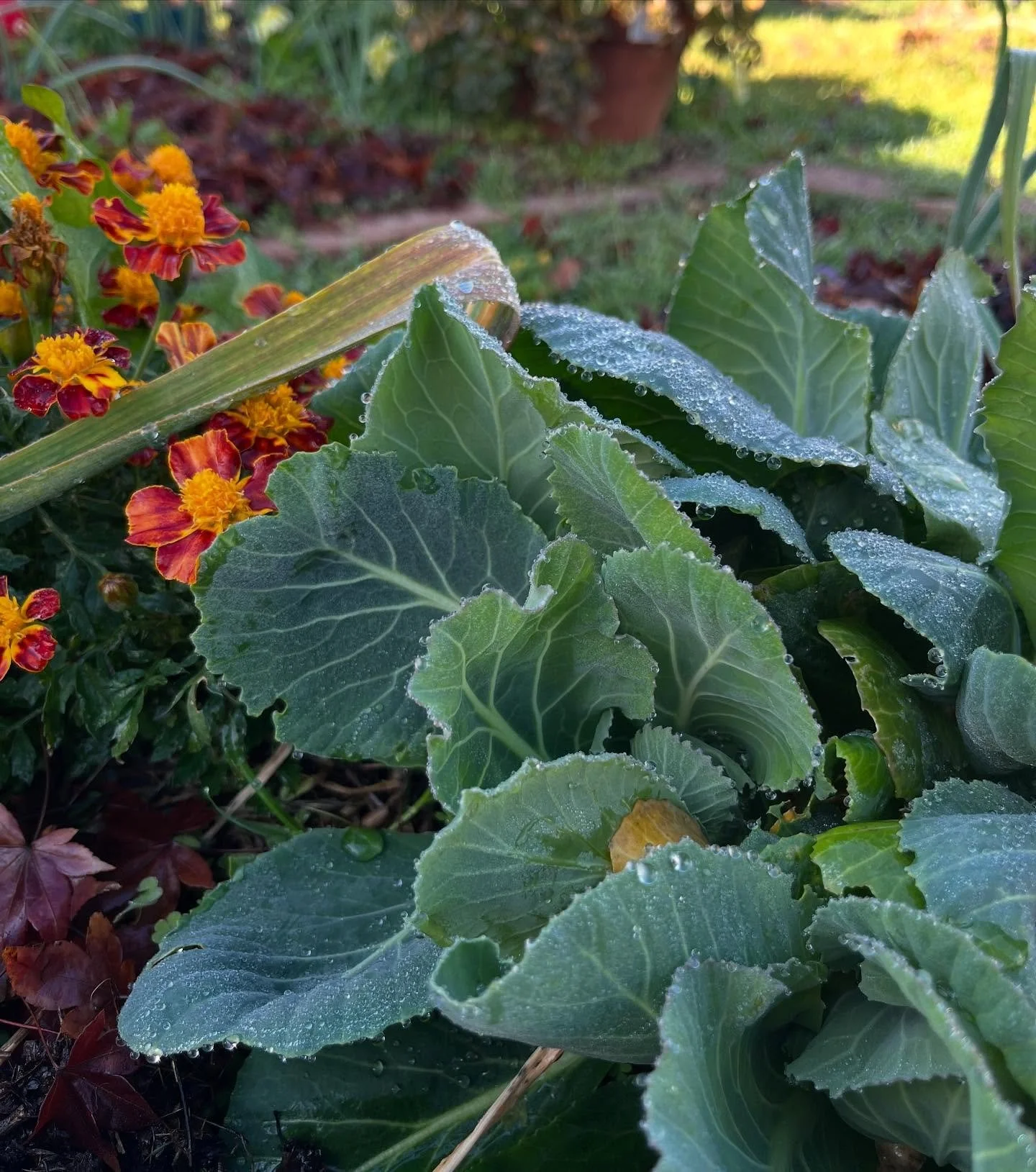 Some midwinter snaps from the garden ❤️ No filter by the way, the light in winter at sunset is something else ❤️

Also, shoutout to the anemones currently blooming. They don&rsquo;t grow in winter, yet, here they are, just refusing to let adversity t
