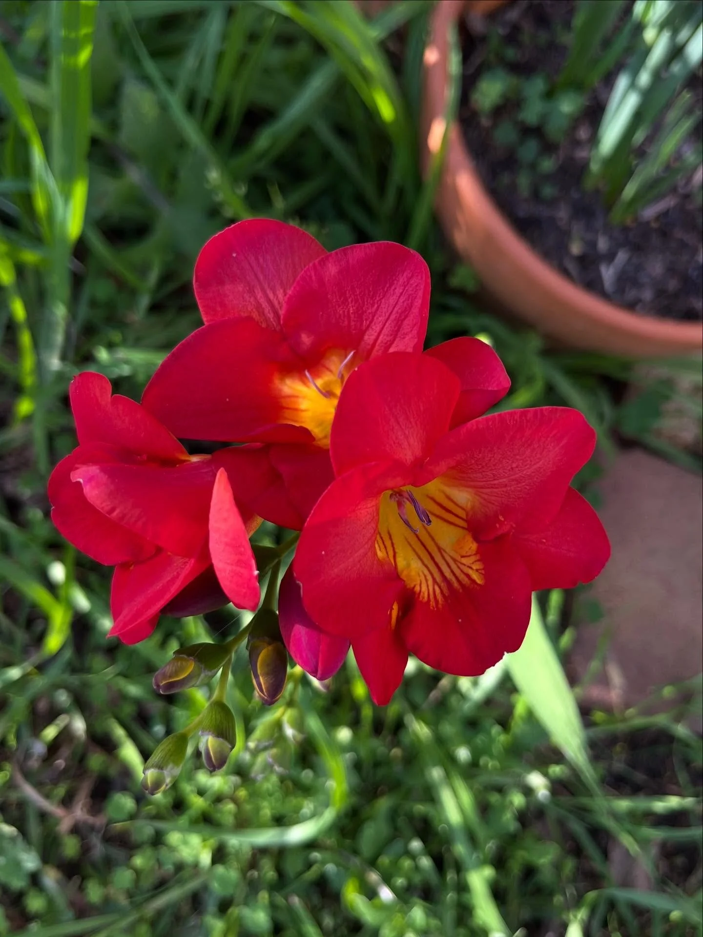 It&rsquo;s currently pouring rain, because that&rsquo;s how things grow, but it makes outdoor activities a bit hard. I&rsquo;ll console myself with this beautiful freesia that has popped up in my garden until I can get outside and get my spring garde