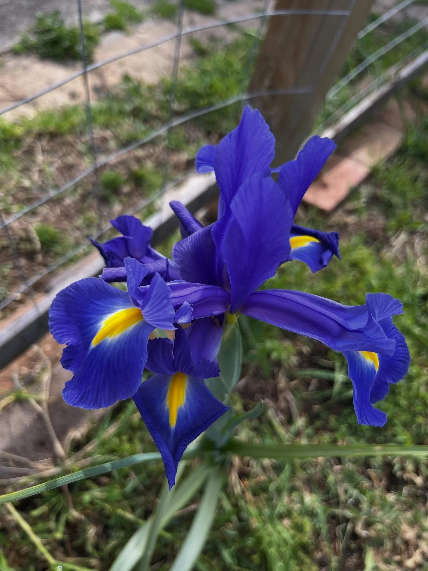Spring in the garden! 🪴 

We are way behind on getting seeds started, only put the first ones in today 😬 Chronic illness is no joke. Thankfully we have a pretty long growing season here in SW Sydney, although summer can be pretty brutal with temps 