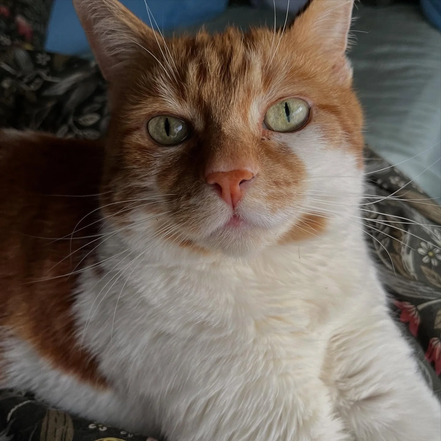 The handsomest gremlin there ever was ❤️ #CatsOfInstagram #Chicken