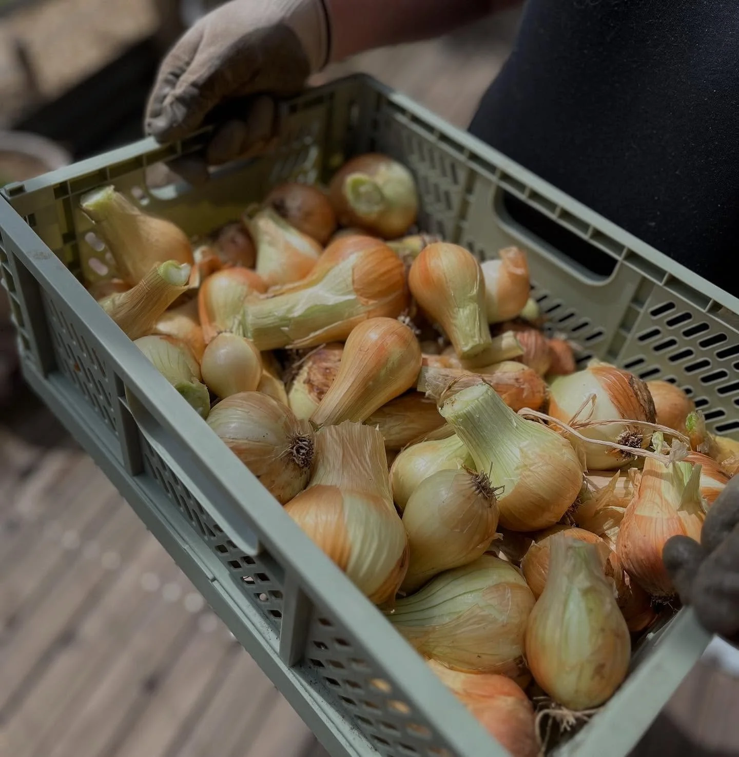 This years crop of onions! They are beb&eacute;s 😂

While this onion season was a bit of a fizzer (onions seem to love bolting here!), we still managed 5kgs (11lbs) of perfectly good onions, which can&rsquo;t be stored, but they can be chopped and p