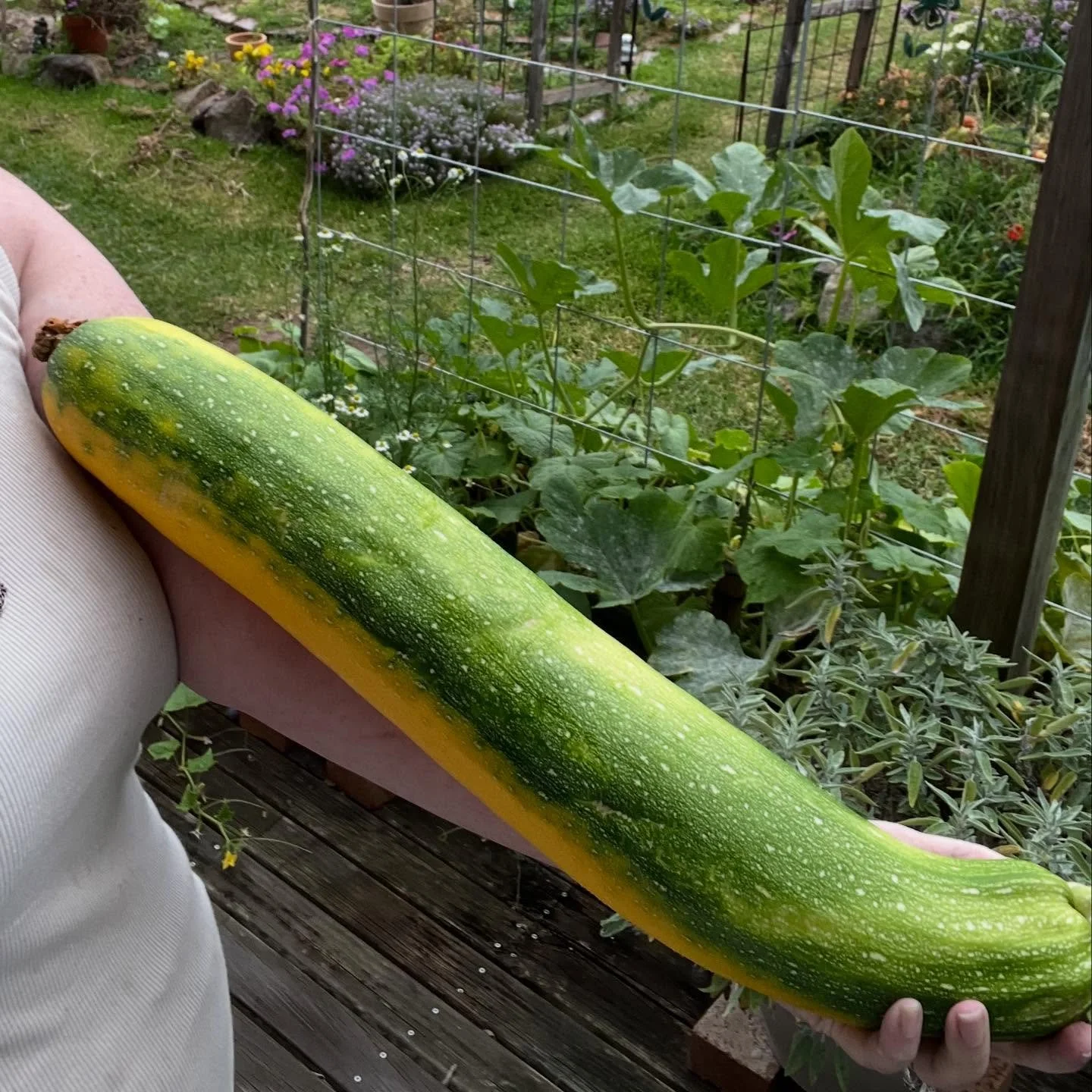 What, I stress WHAT, the heck. Go home Zucchini, you&rsquo;re drunk. And possibly cross pollinated with something we&rsquo;re not even growing 👍🏻

Think I might have you beat this year @urbanfarmer2570 😂

#Zucchini #OrganicGardening #SuburbanHomes