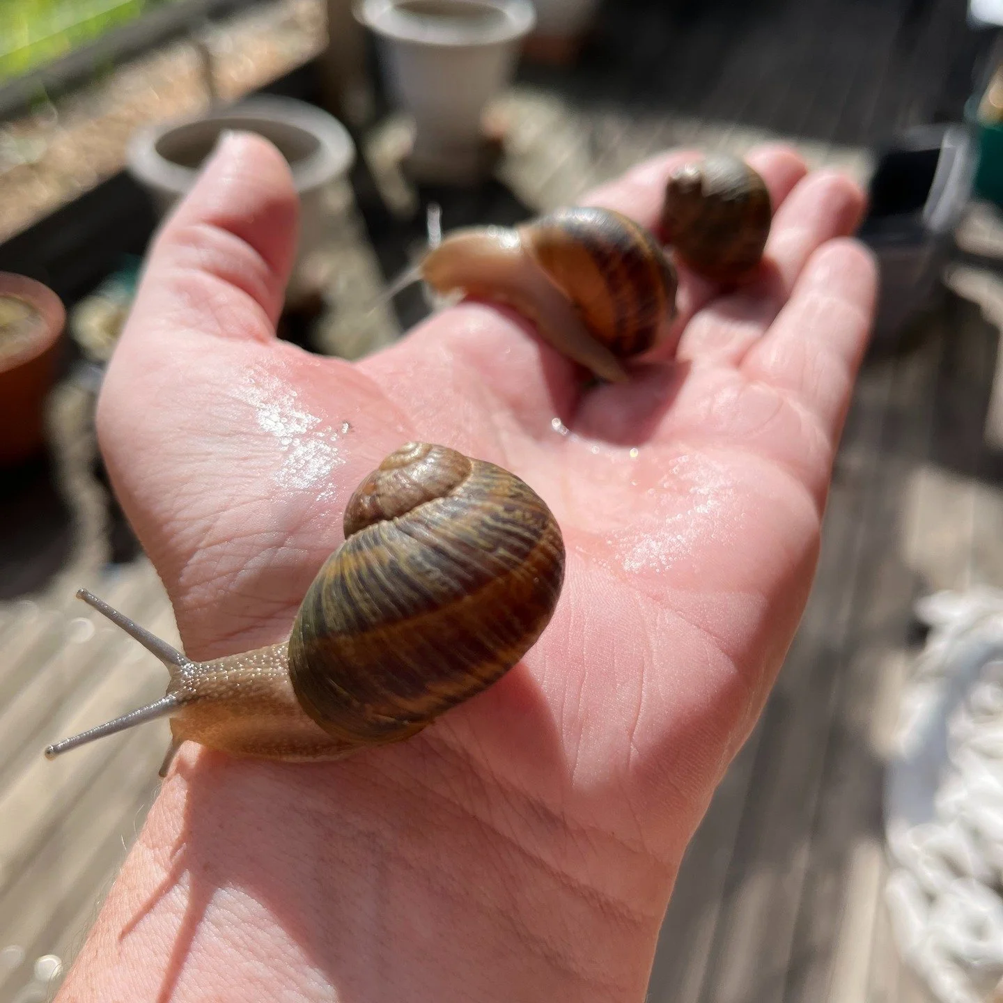 Met some new friends today ❤️🐌

We're in the process of transitioning our garden from in ground to raised beds (that we've been collecting from marketplace in the last year).

Raised beds will make gardening more accessible for me, not to mention ma