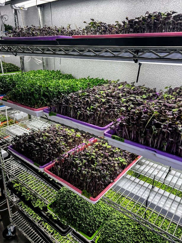 Broccoli radish racks.jpg