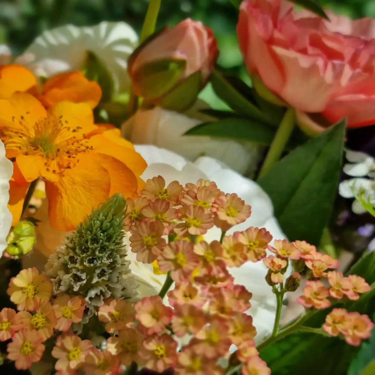 Birch Hill Flower Farm | North Canterbury, New Zealand