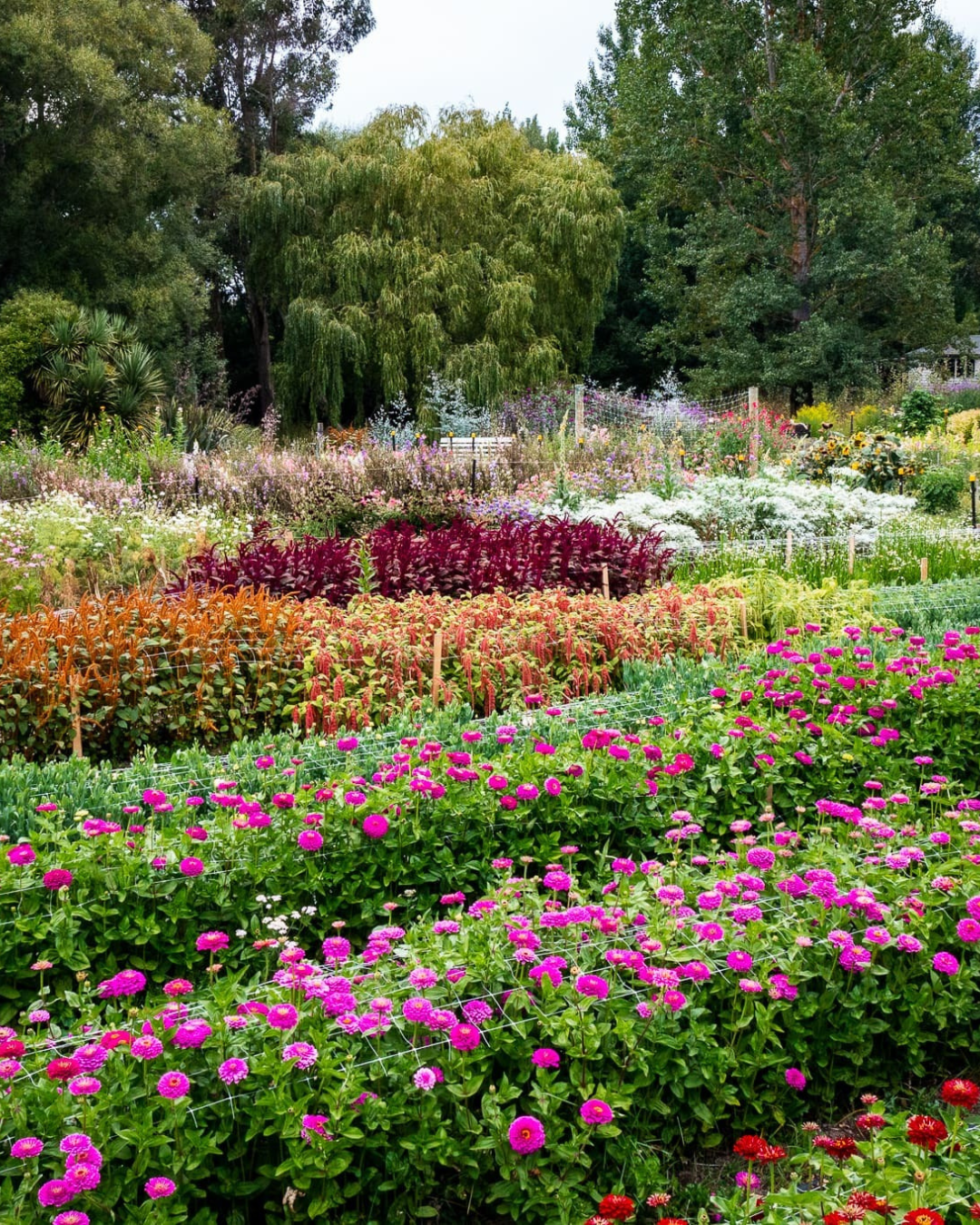 Untitled design (3).png