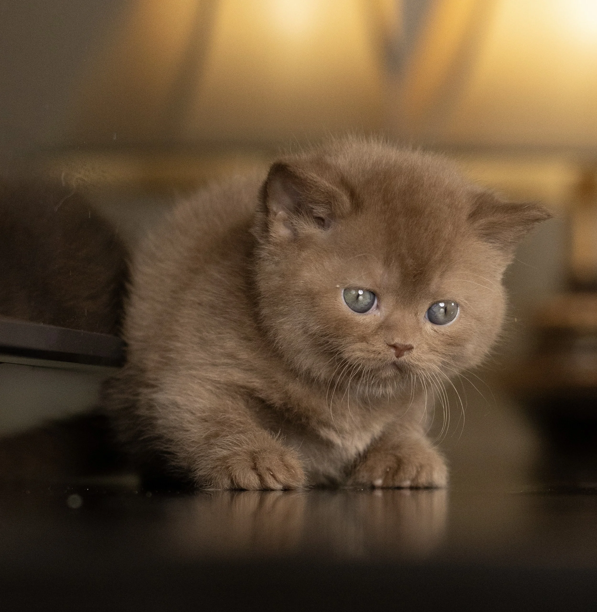 Cinnamon British Shorthair kitten from HoneyDream Cattery -Georgia USA