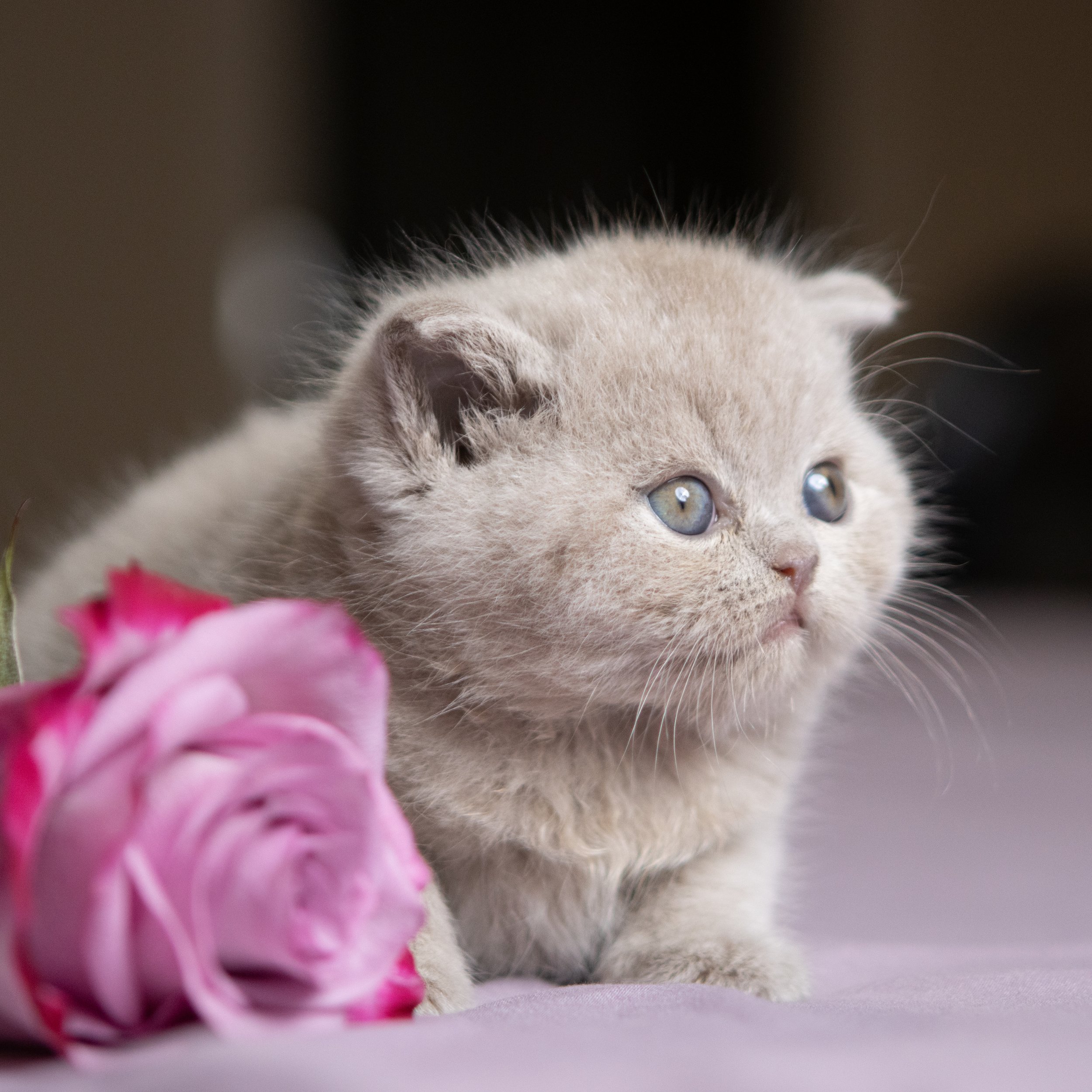 Icha Muffin 13-May-25-22.jpg