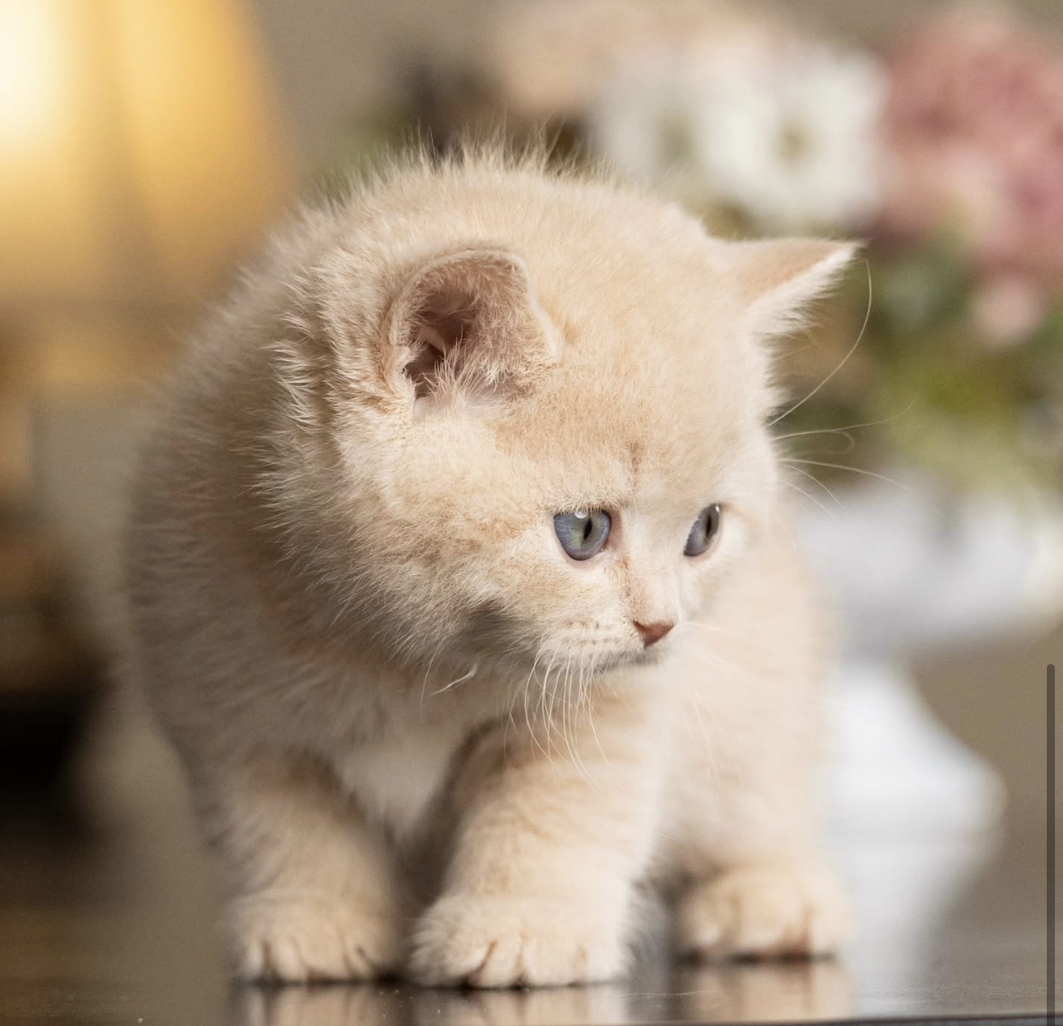 Available British Shorthair Kitten from HoneyDream Cattery -Georgia USA