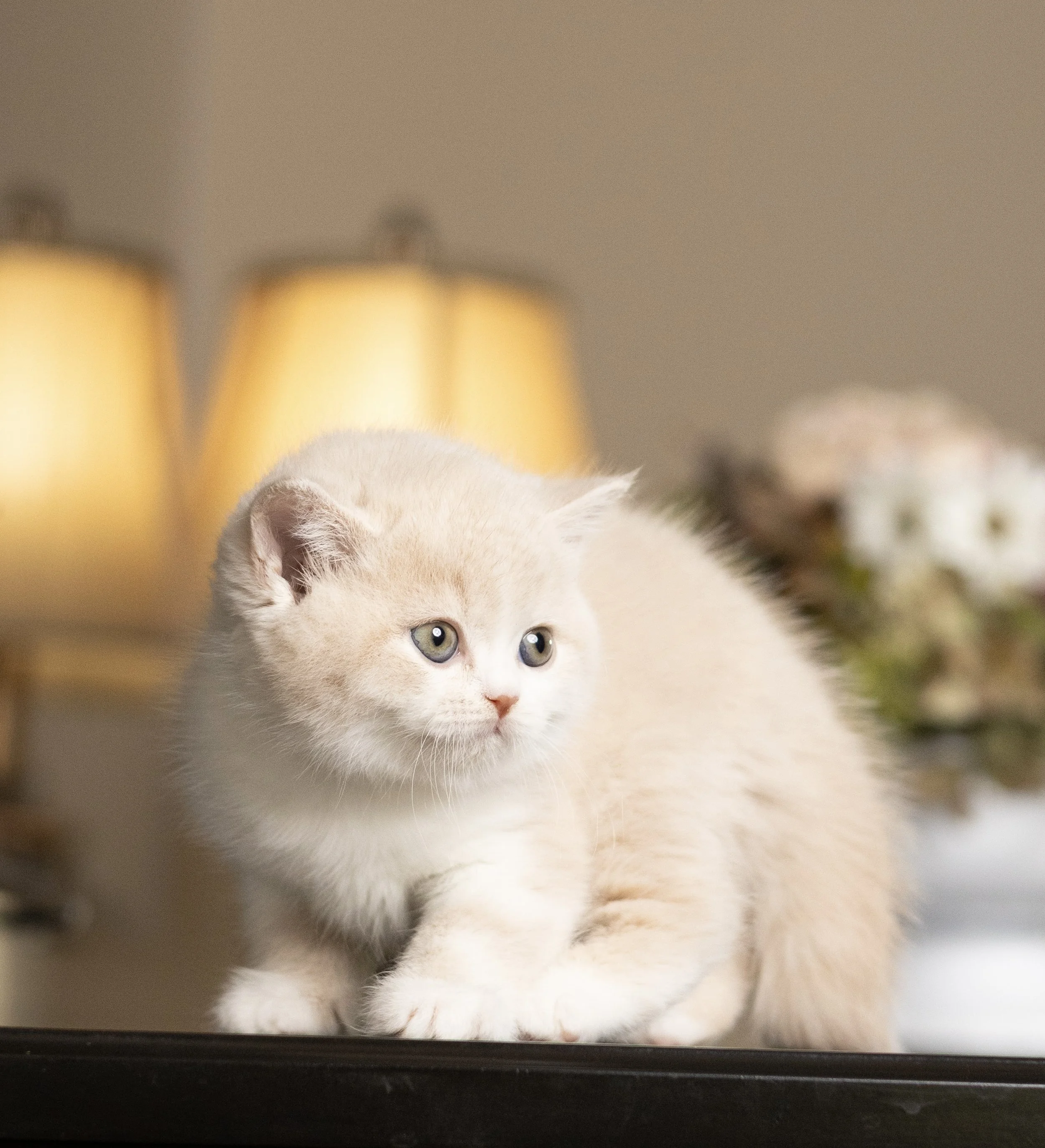 Cream bicolor British Shorthair kitten from HoneyDream Cattery -Georgia USA