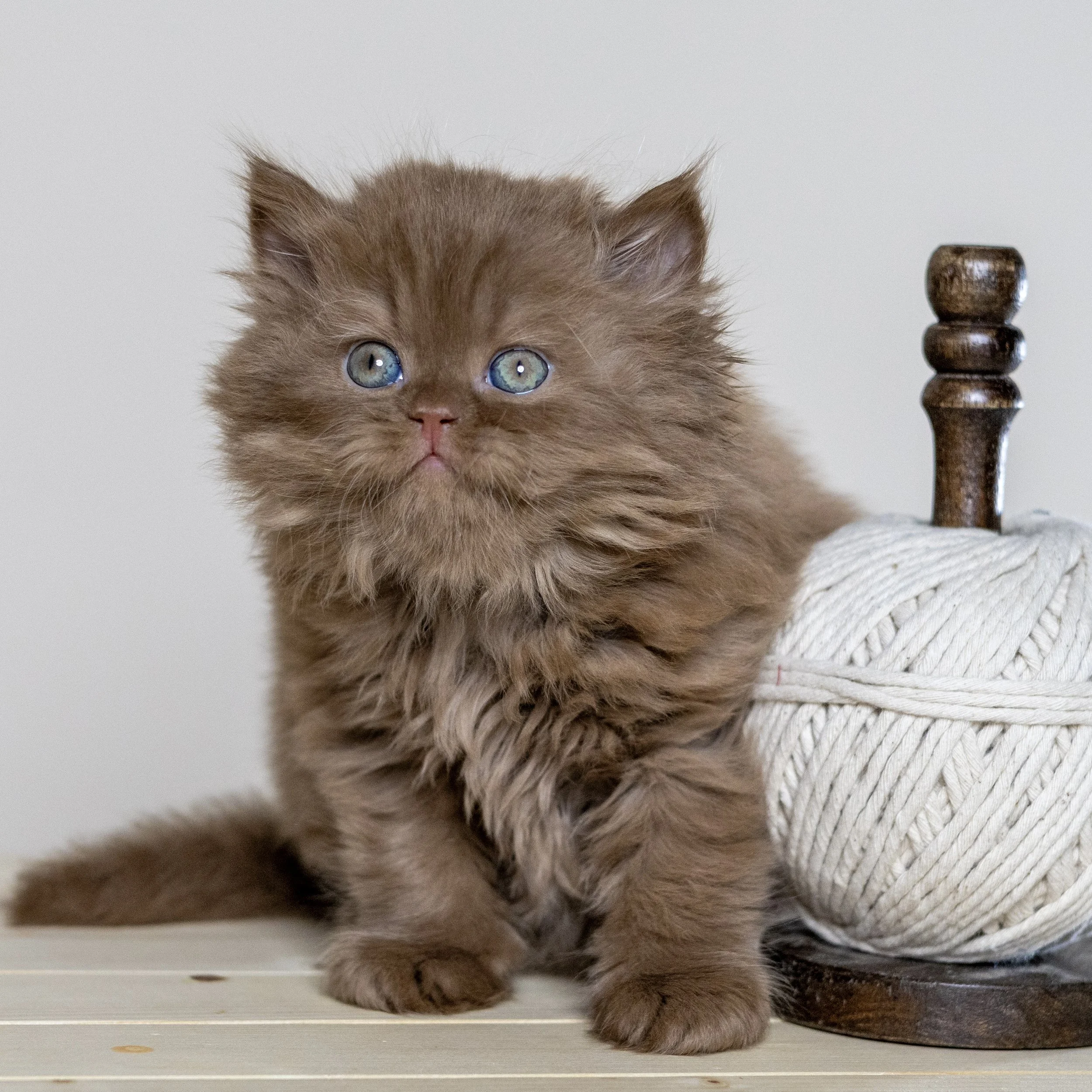 Cinnamon British Longthair kitten from HoneyDream Cattery -Georgia USA