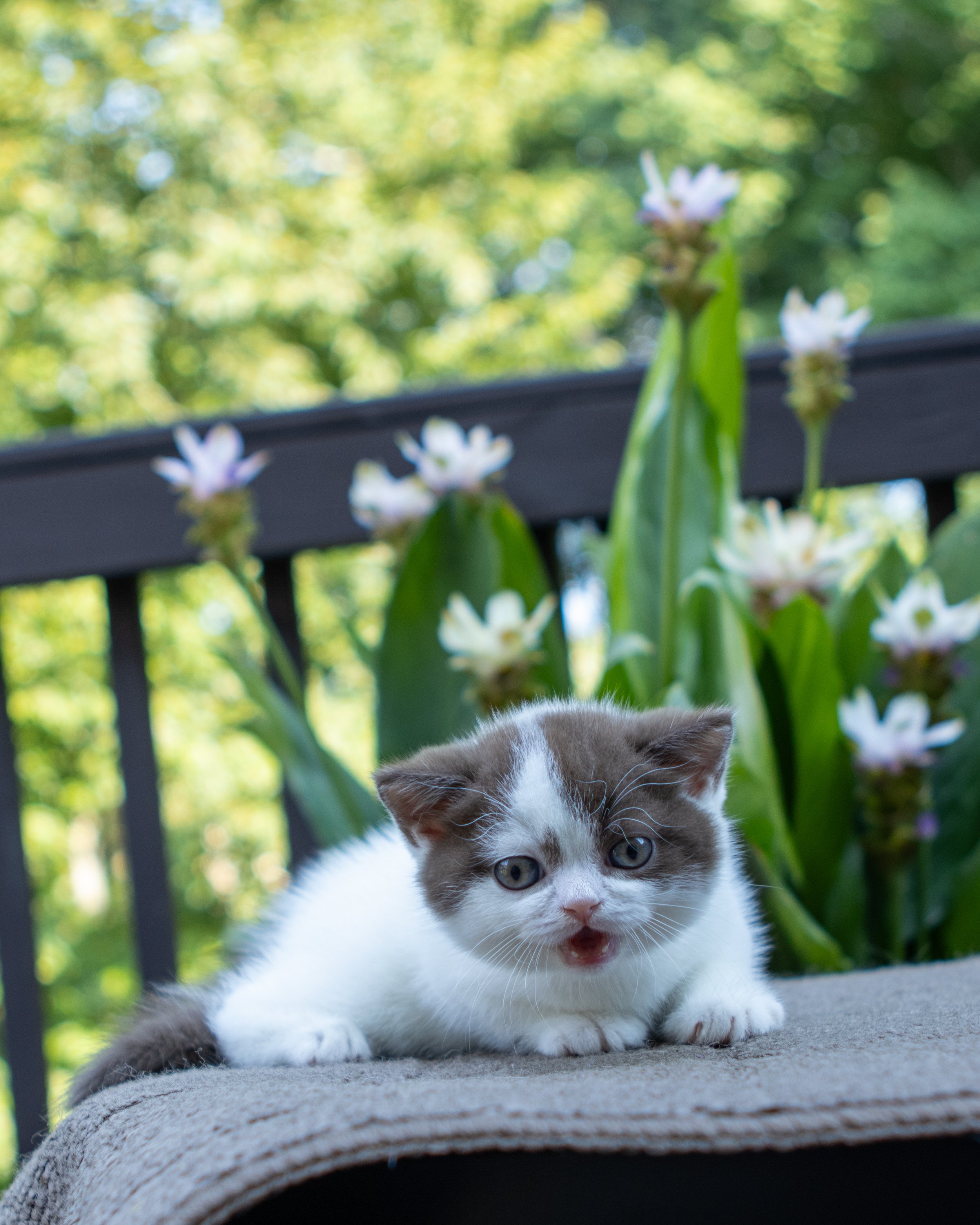 Litter J 6-July-2025-18.jpg