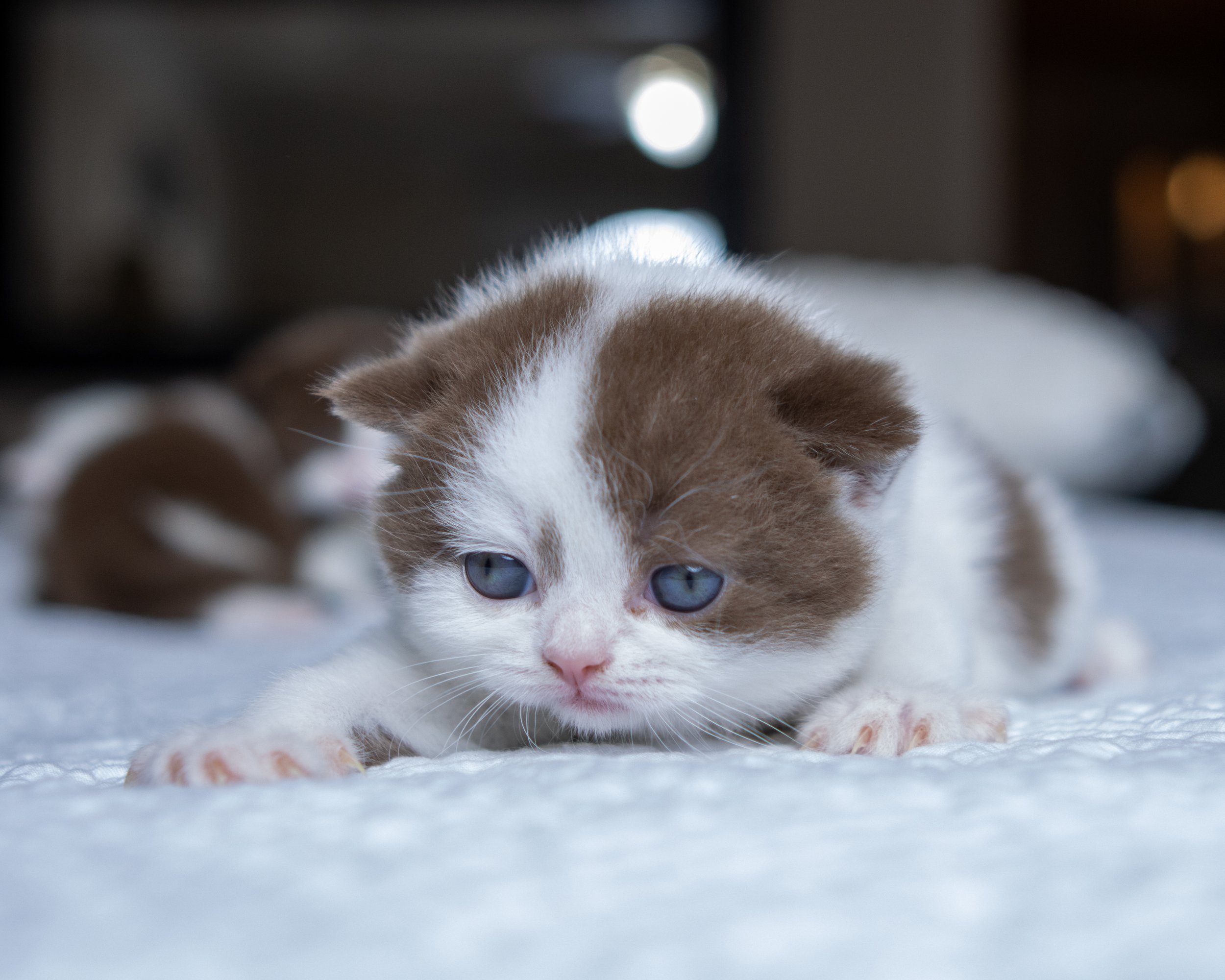 litter J -23-June-25-8.jpg