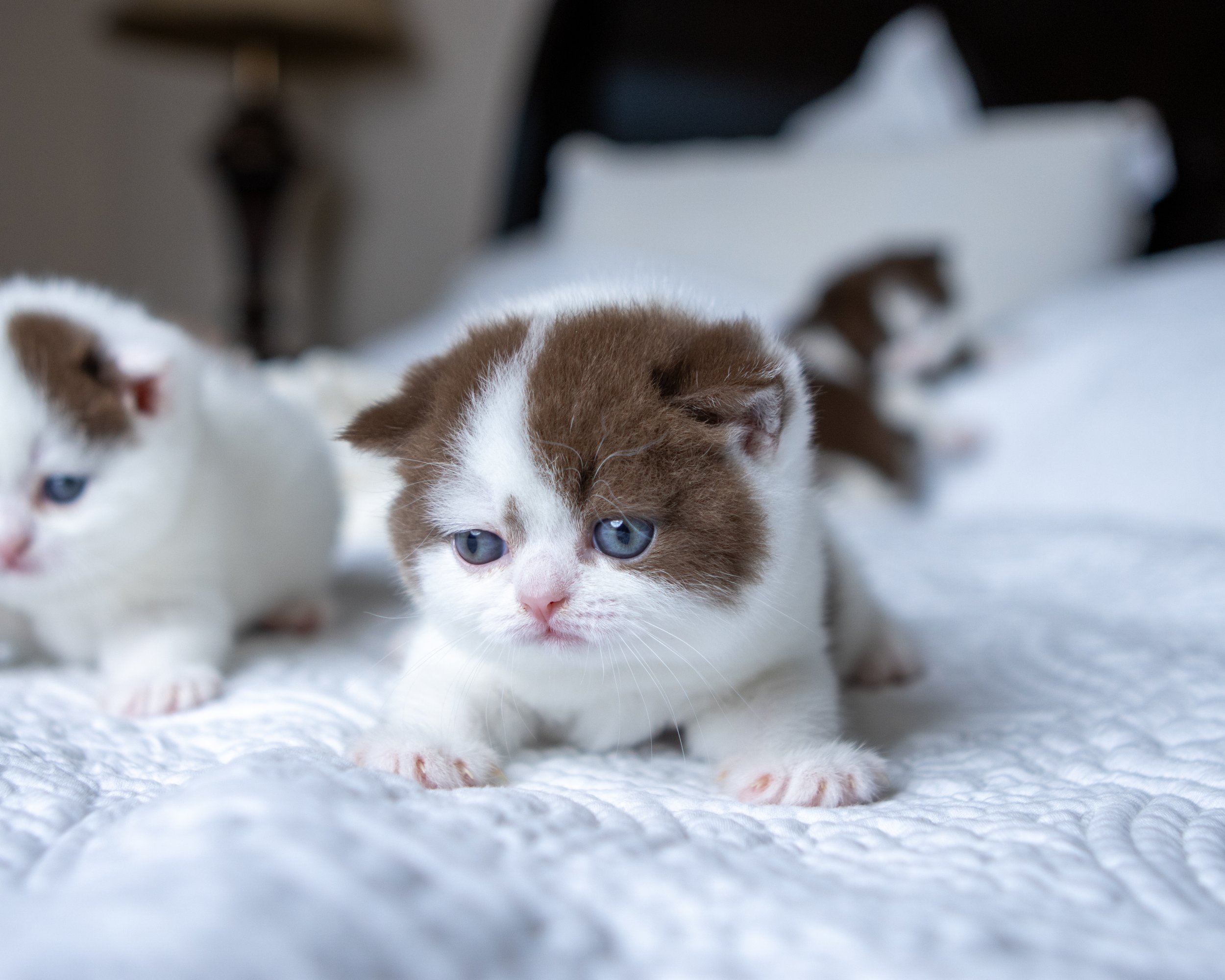 litter J -23-June-25-26.jpg