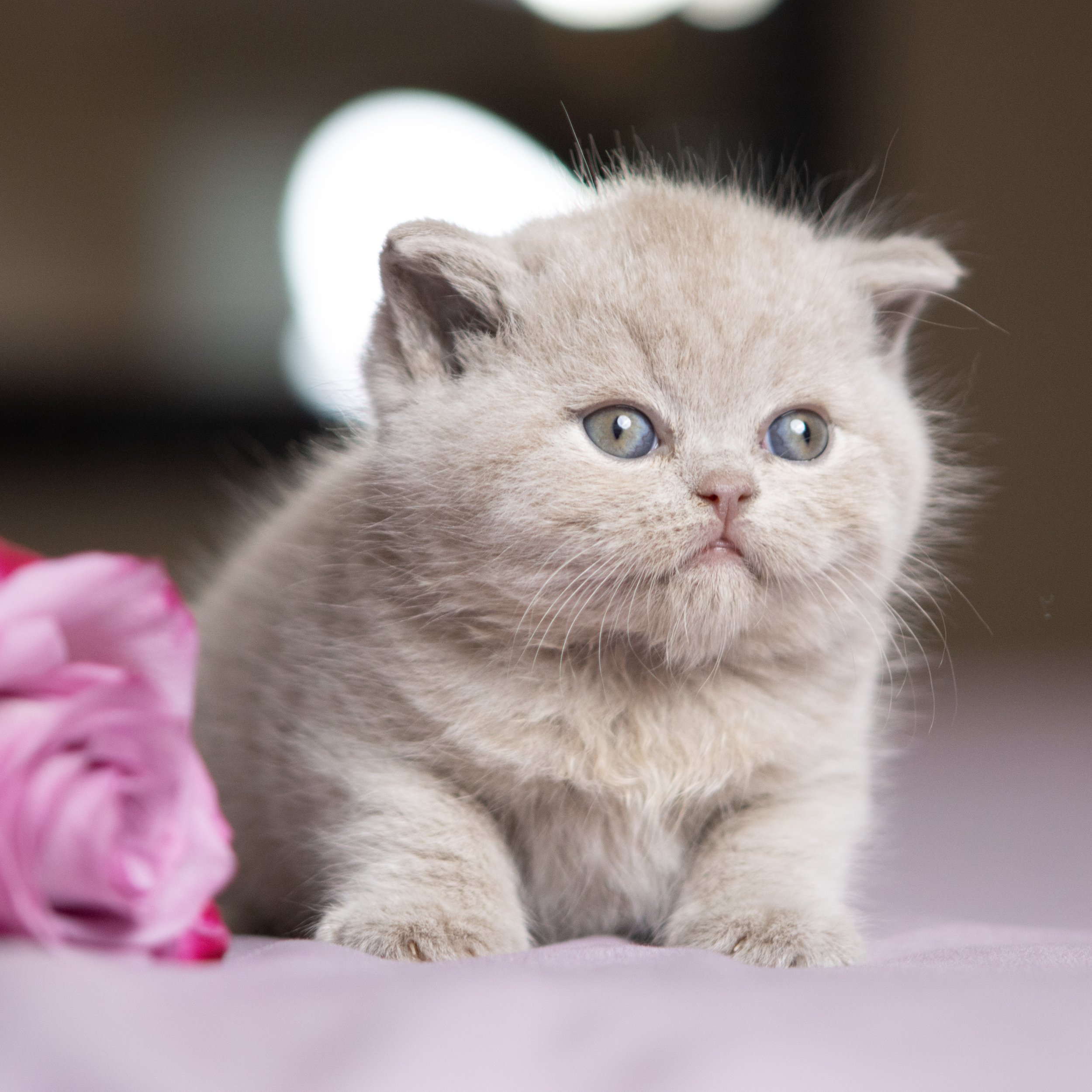 Icha Muffin 13-May-25-21.jpg