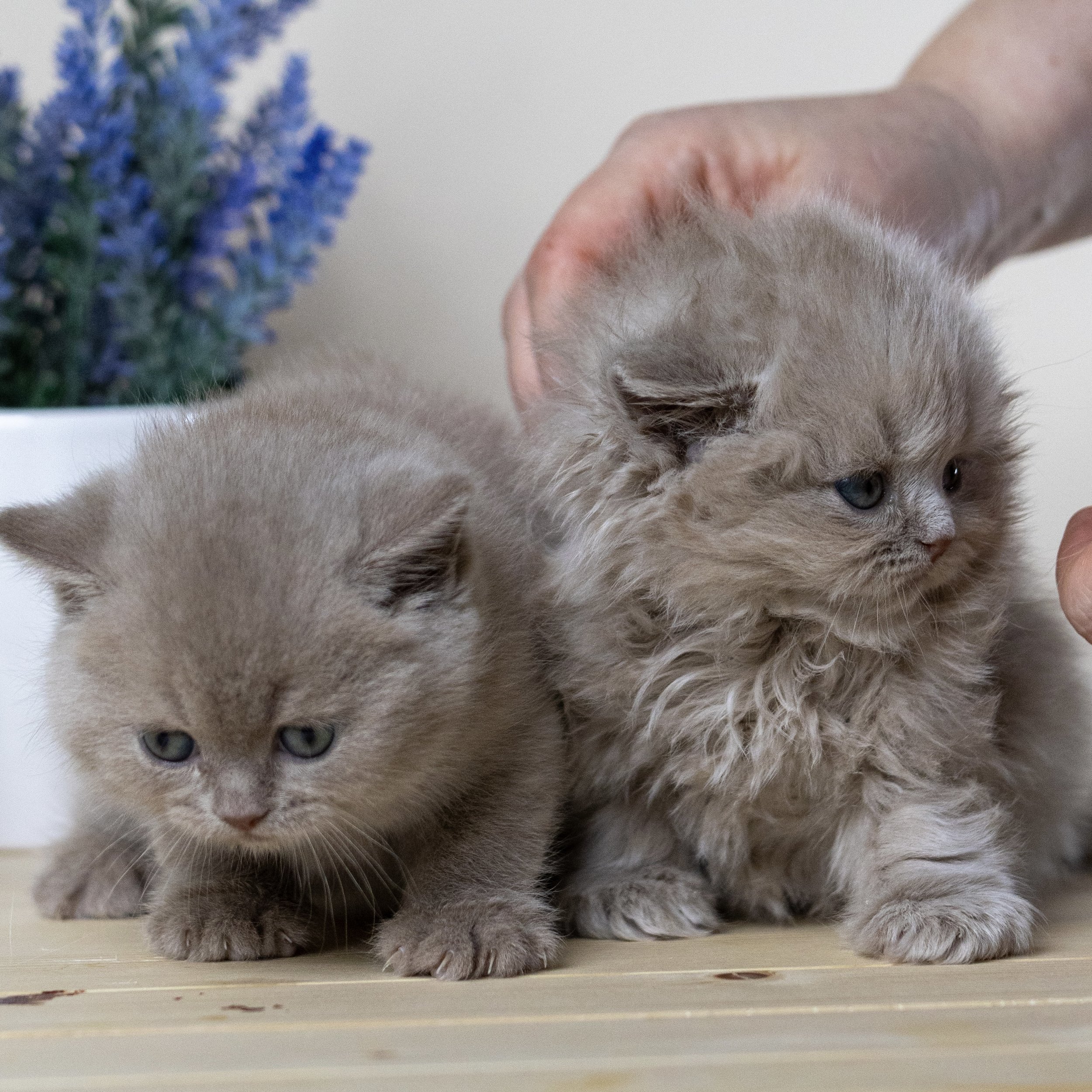 British Shorthair kitten from HoneyDream Cattery -Georgia USA