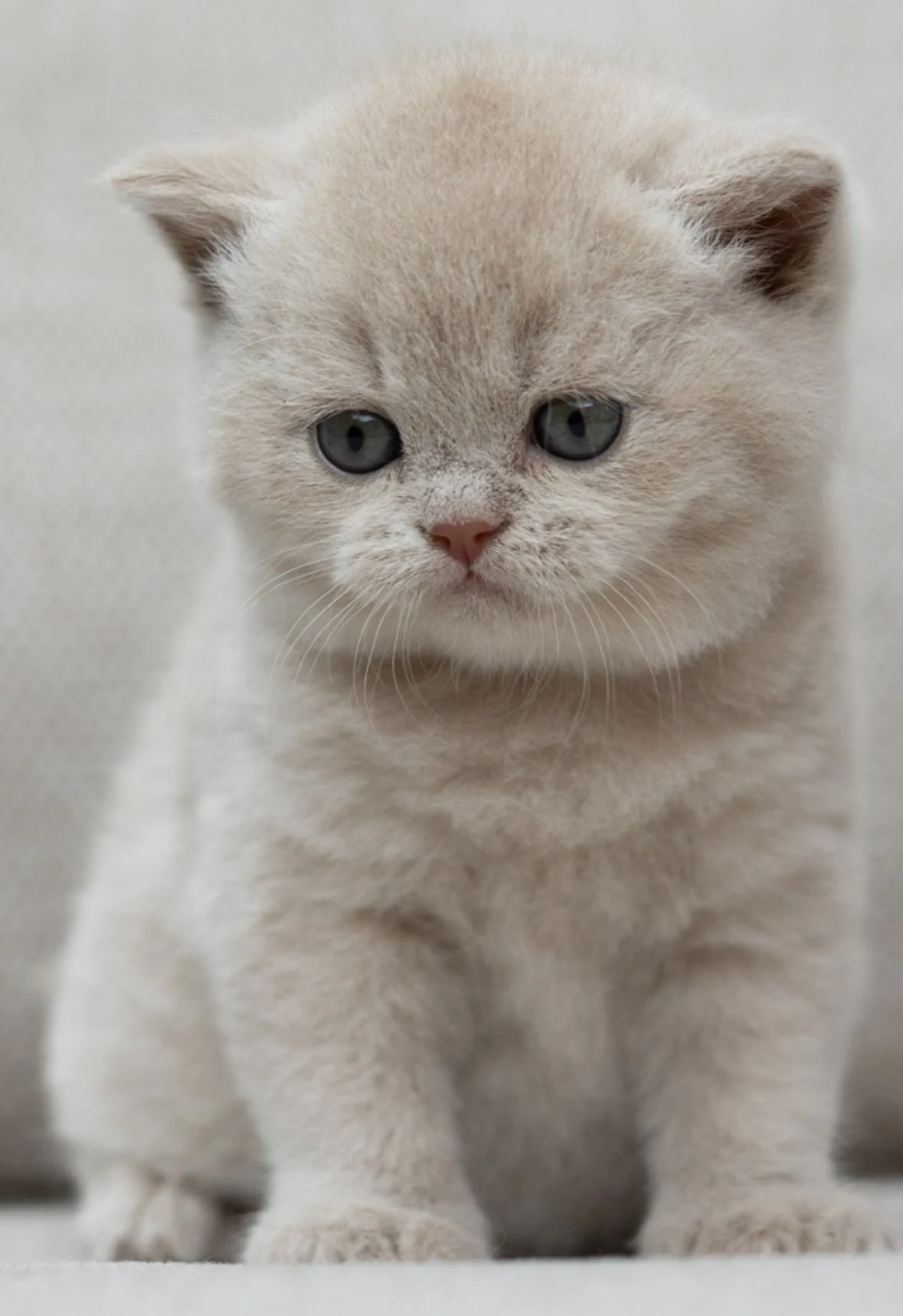 Available British Shorthair Kitten from HoneyDream Cattery -Georgia USA