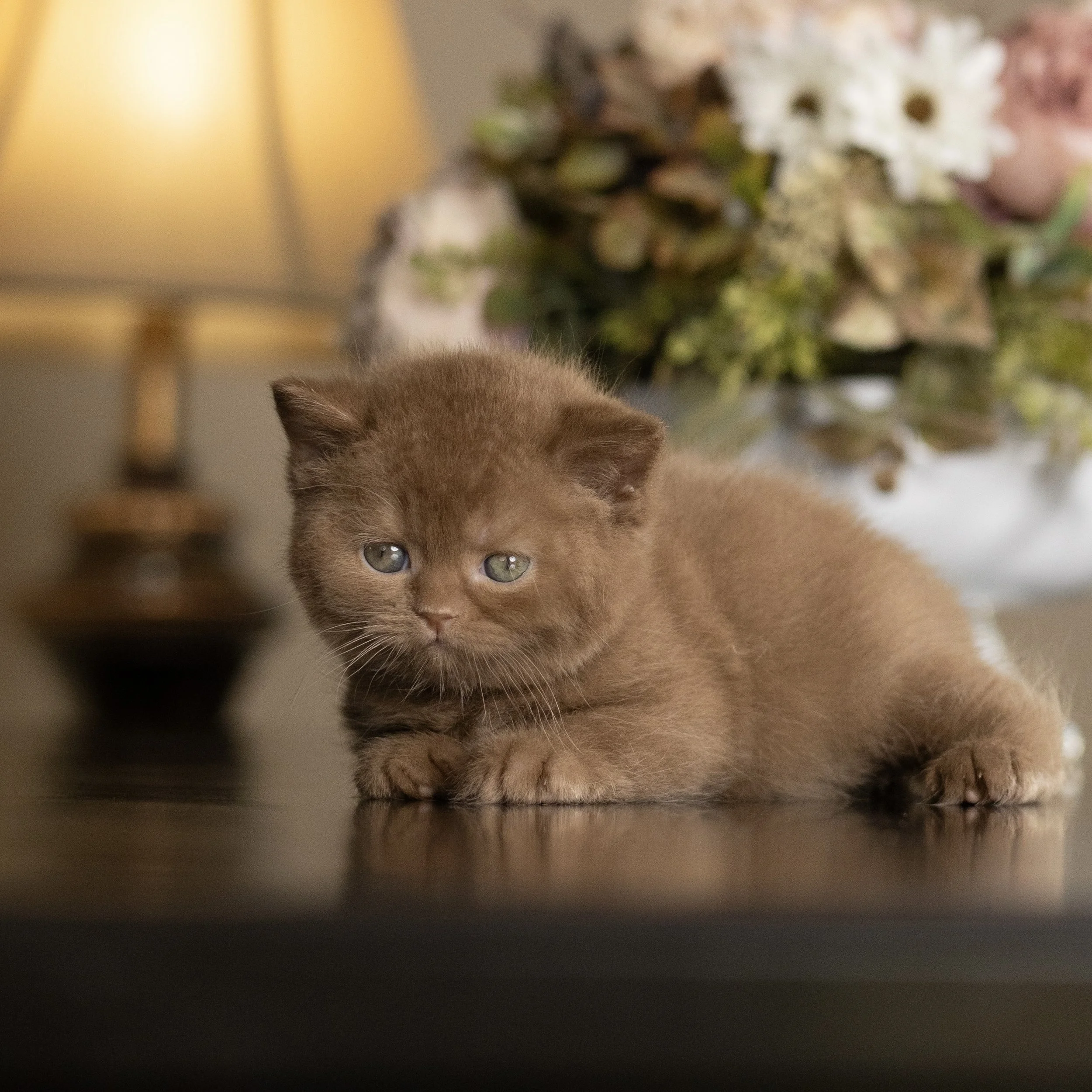 Cinnamon British Shorthair kitten from HoneyDream Cattery -Georgia USA