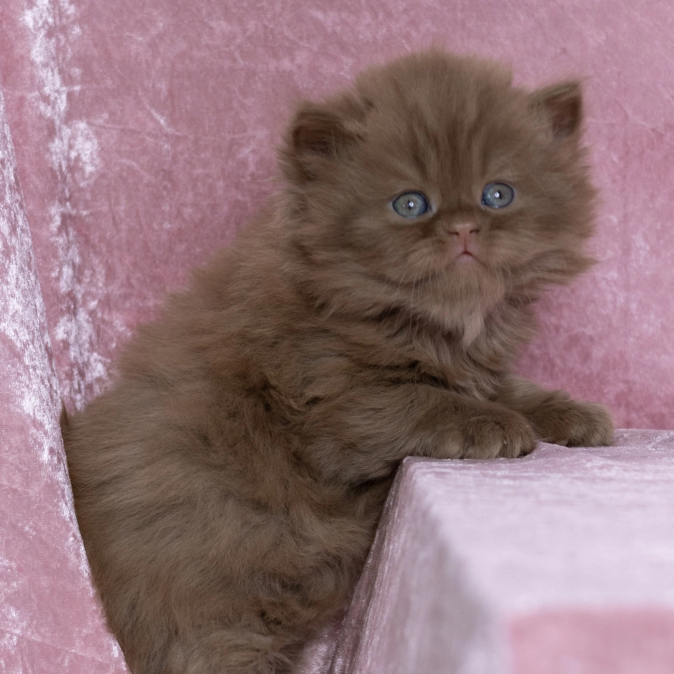 Cinnamon British Longhair kitten from HoneyDream Cattery -Georgia USA