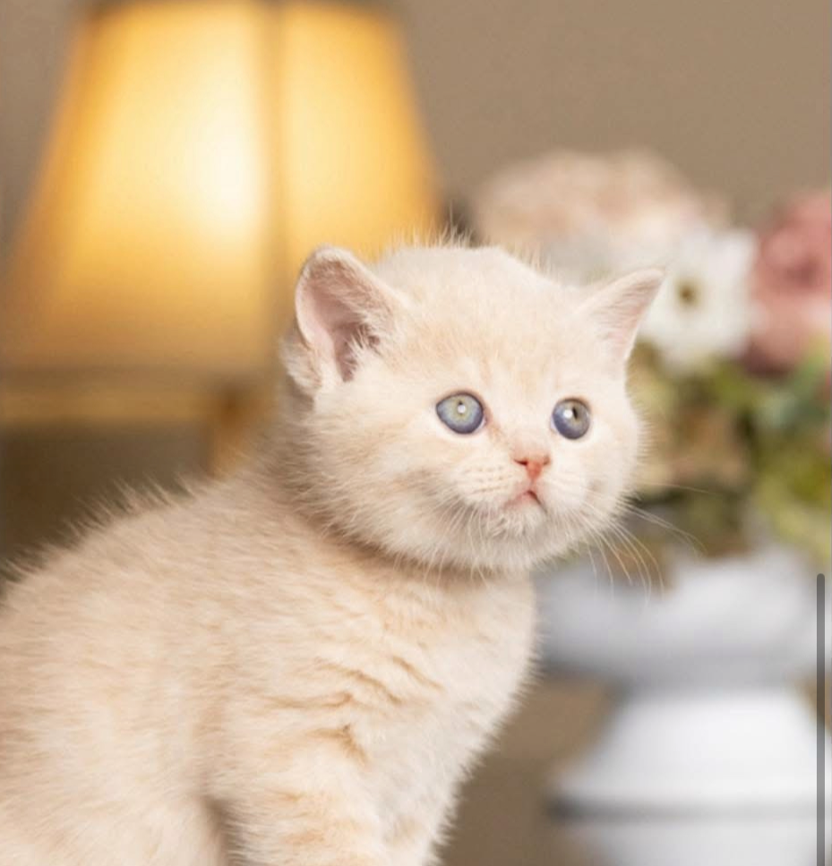 Available British Shorthair Kitten from HoneyDream Cattery -Georgia USA