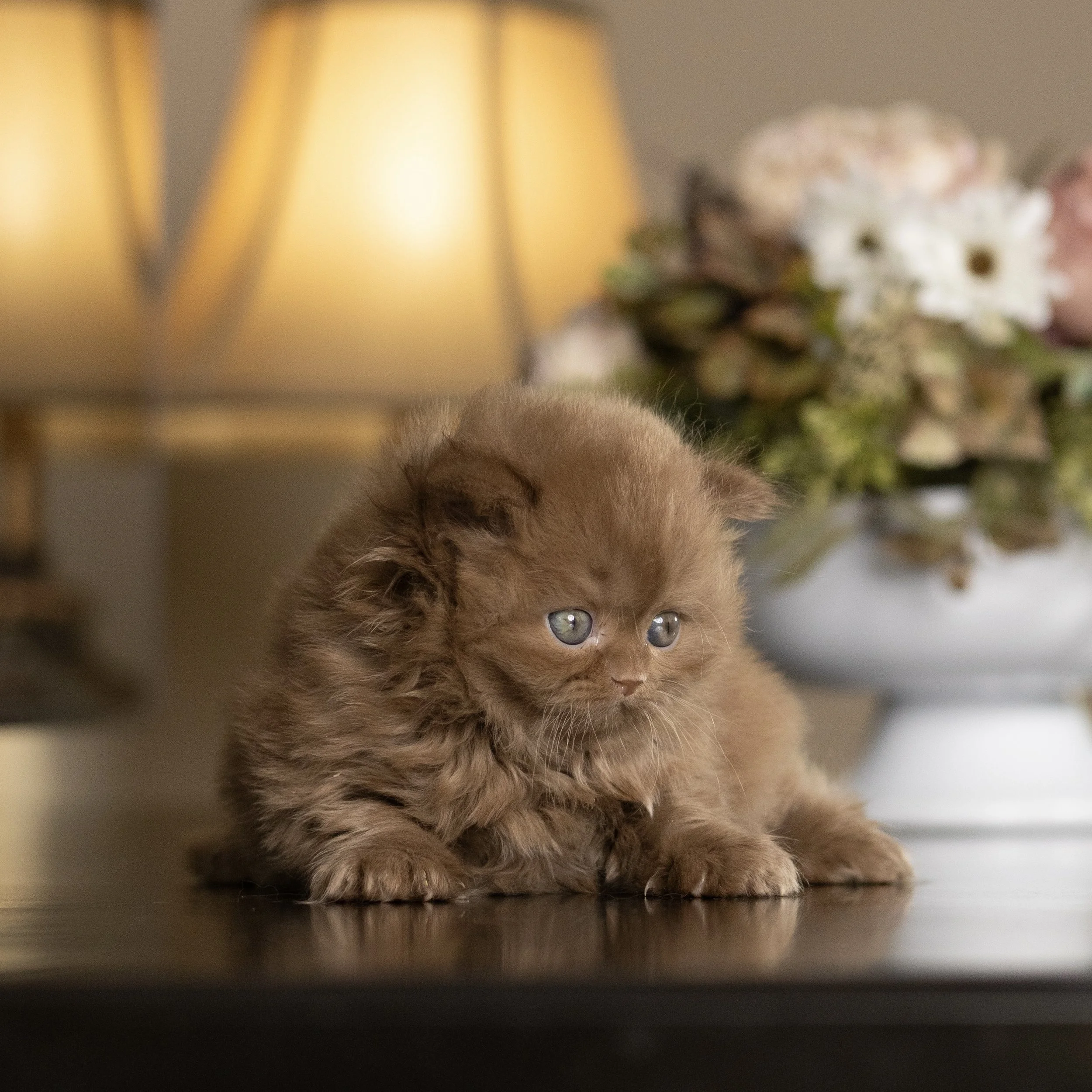 Cinnamon British Longthair kitten from HoneyDream Cattery -Georgia USA