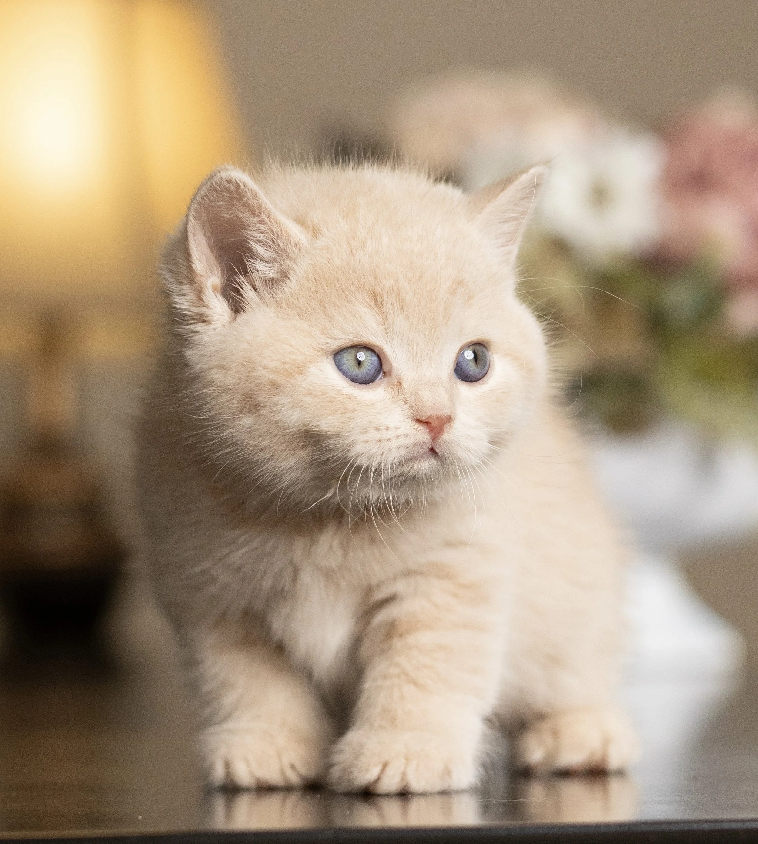 Cream British Shorthair kitten from HoneyDream Cattery -Georgia USA