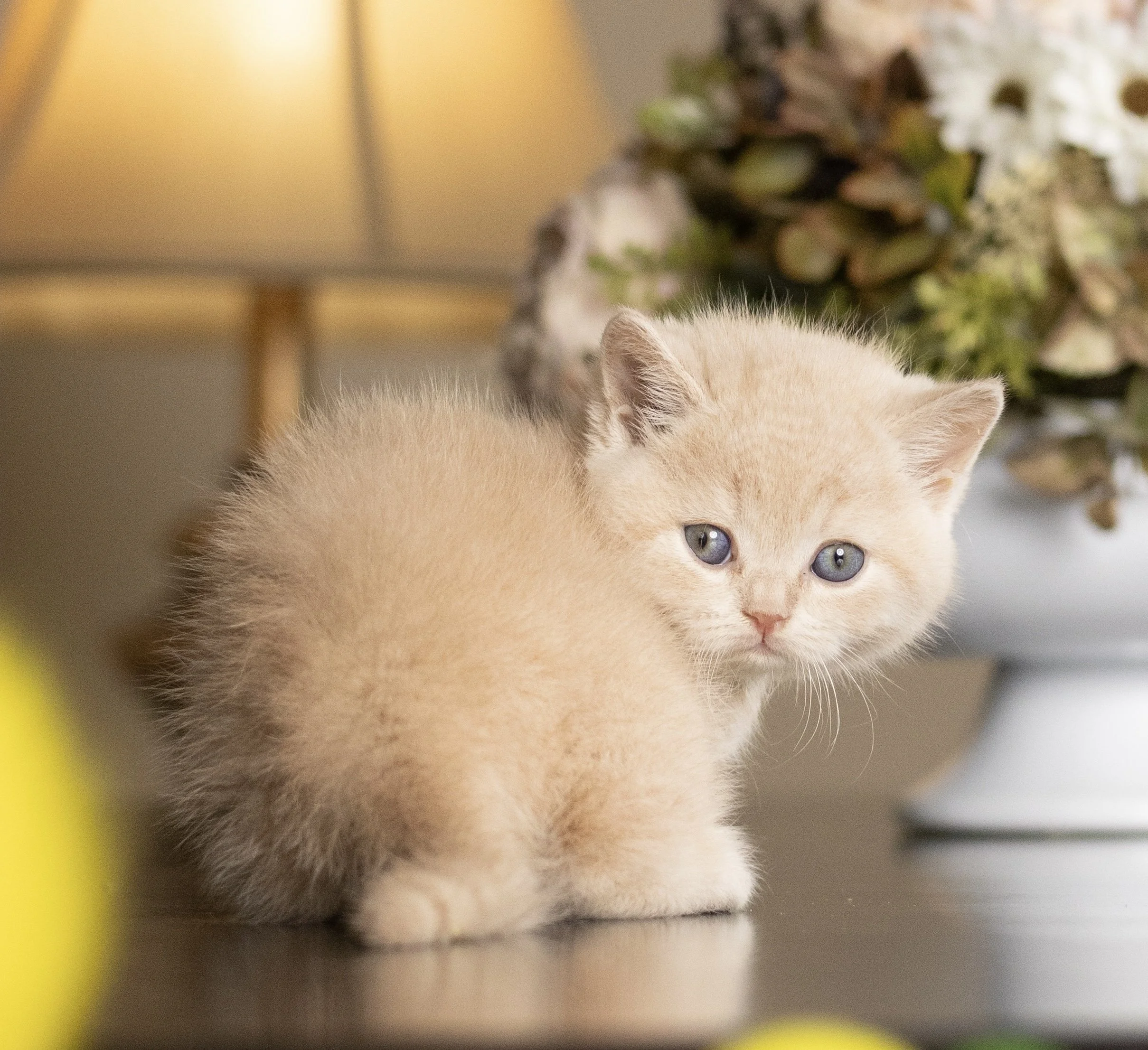 Cream British Shorthair kitten from HoneyDream Cattery -Georgia USA