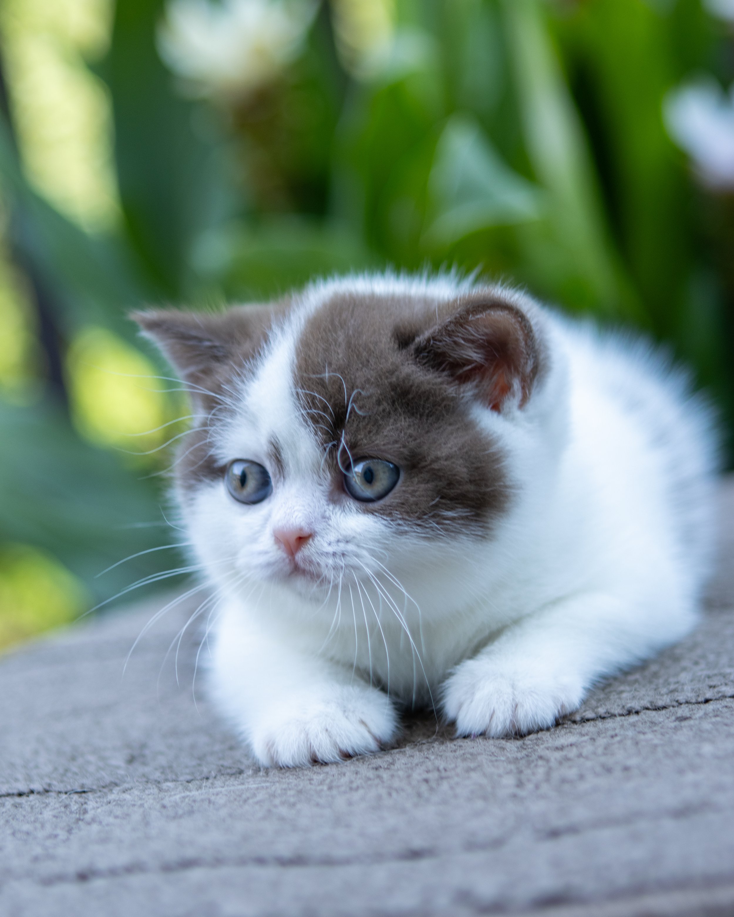 Litter J 6-July-2025-24.jpg