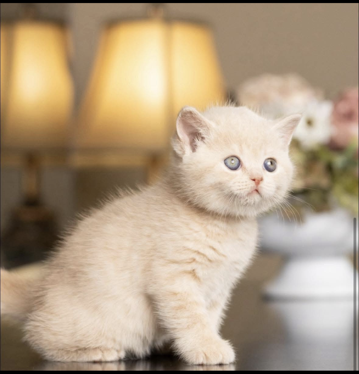 Available British Shorthair Kitten from HoneyDream Cattery -Georgia USA