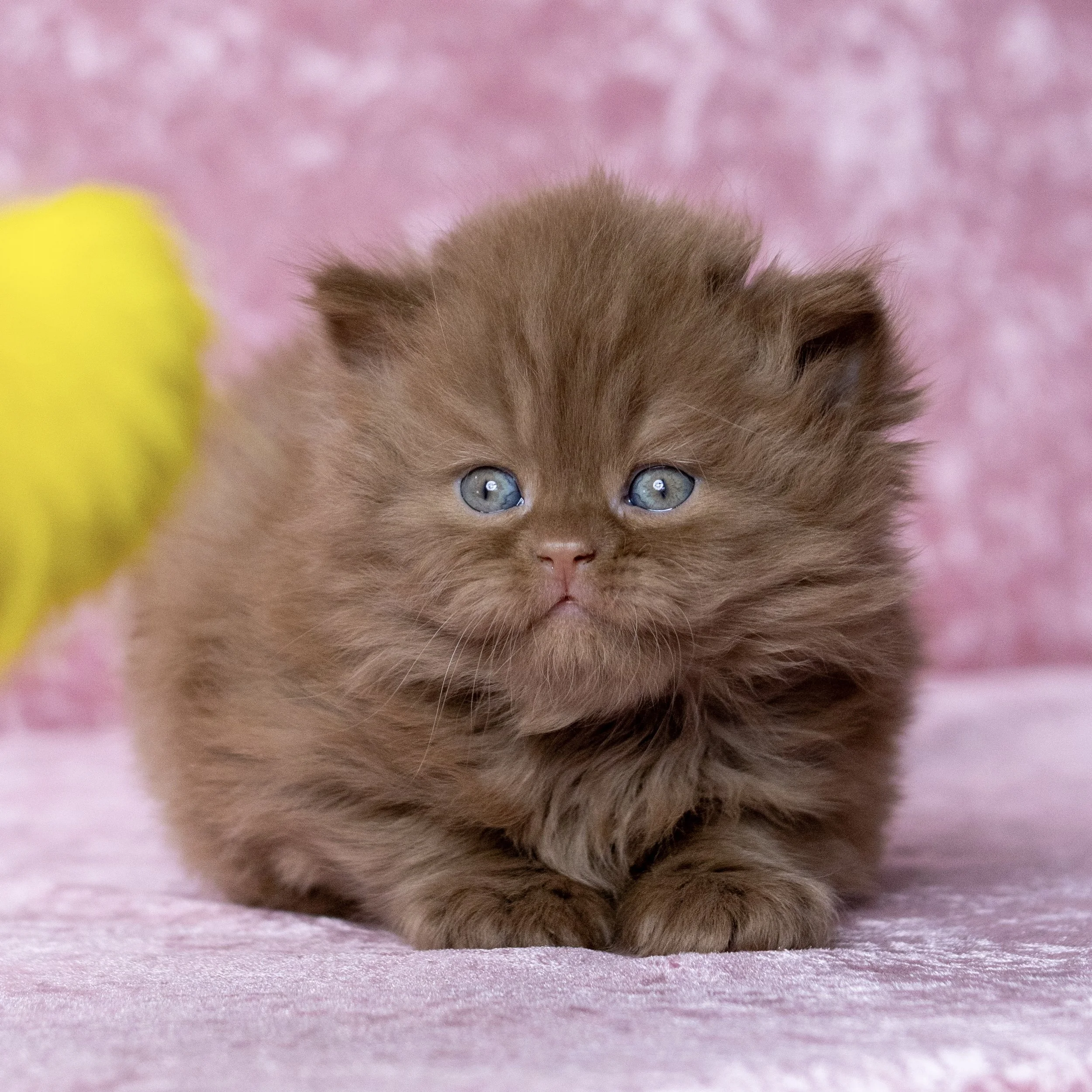 Cinnamon British Longhair kitten from HoneyDream Cattery -Georgia USA