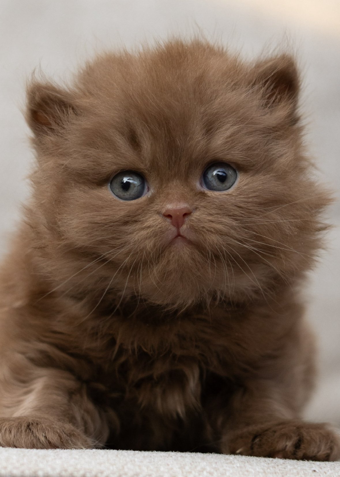 Available British Shorthair Kitten from HoneyDream Cattery -Georgia USA