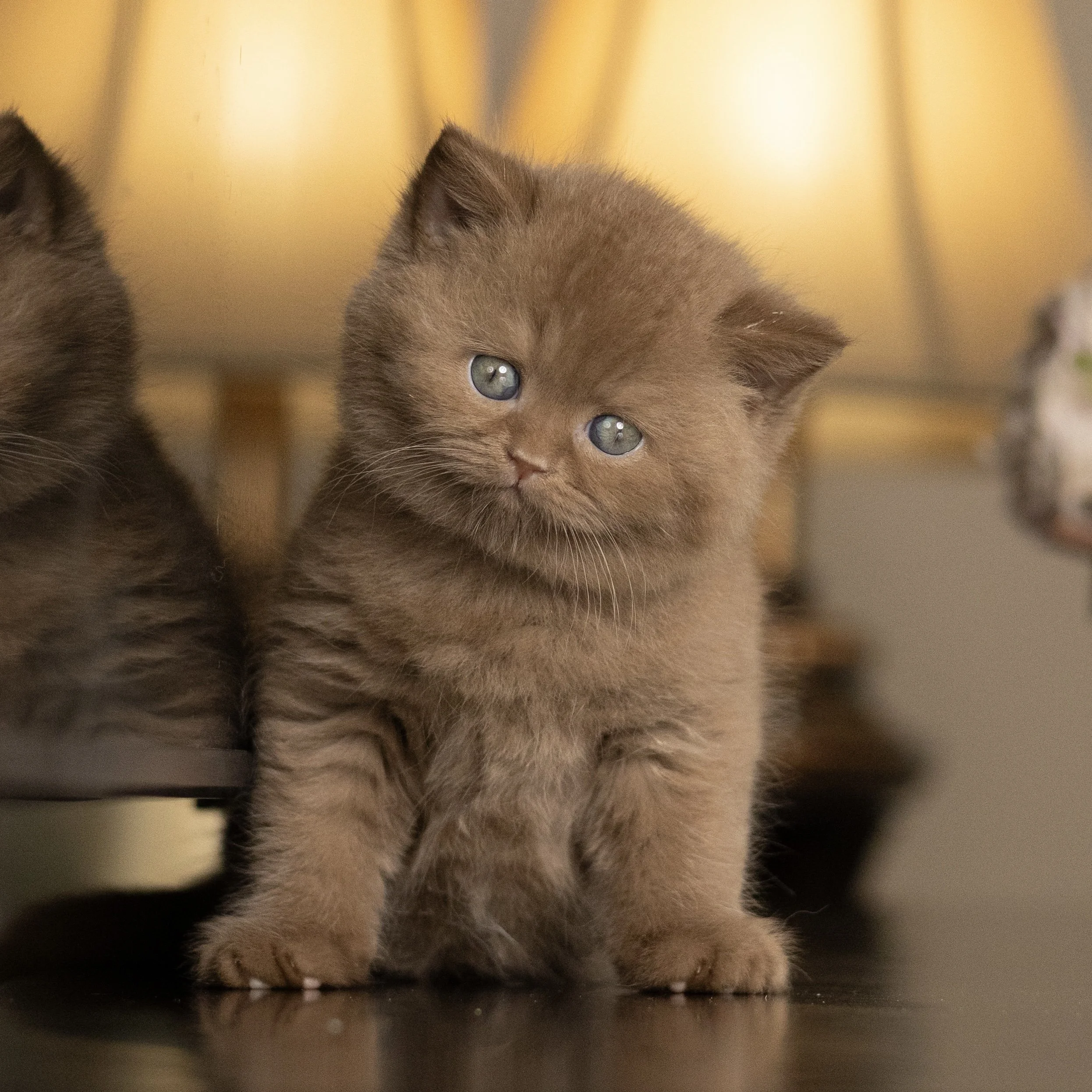 Cinnamon British Shorthair kitten from HoneyDream Cattery -Georgia USA