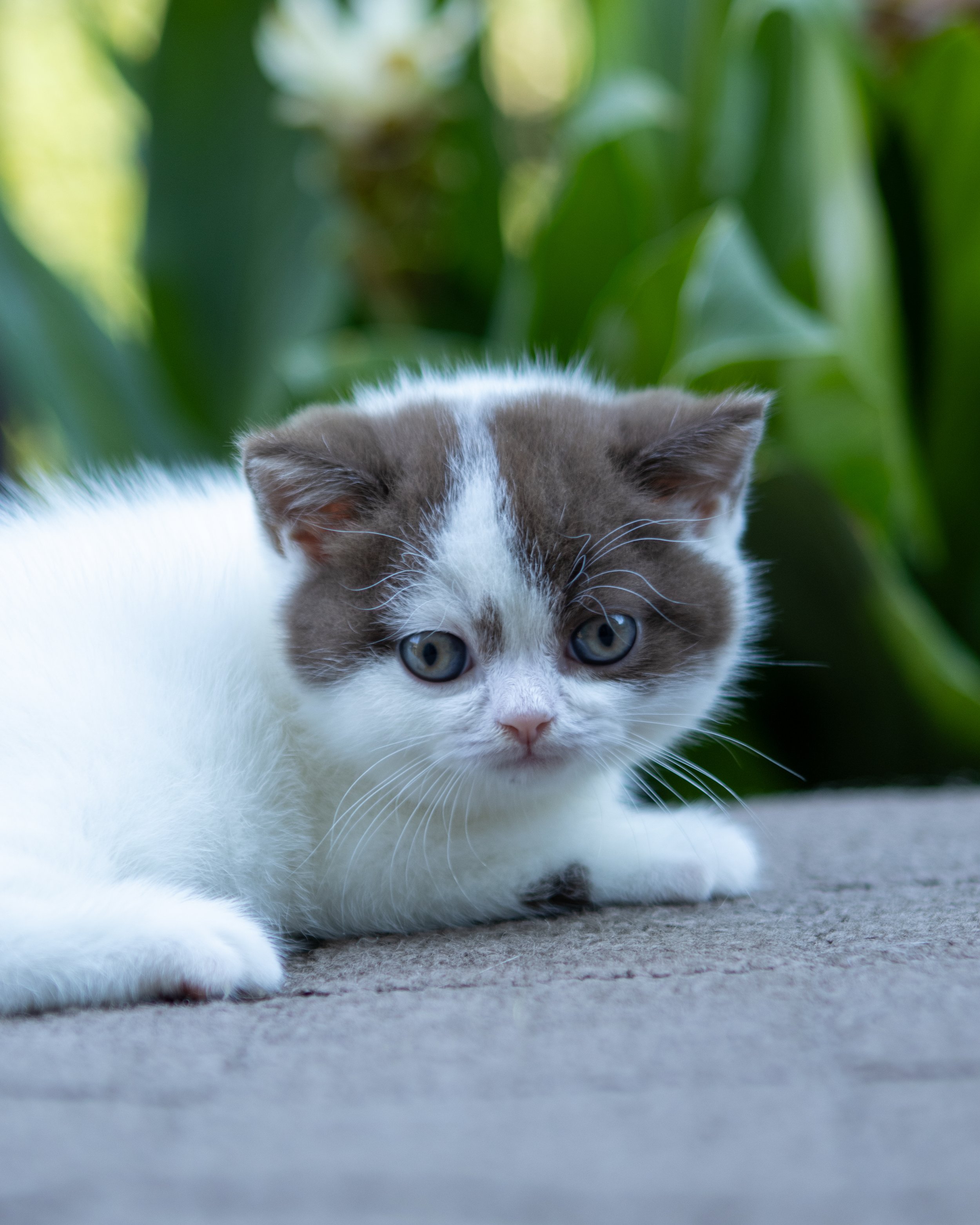 Litter J 6-July-2025-17.jpg