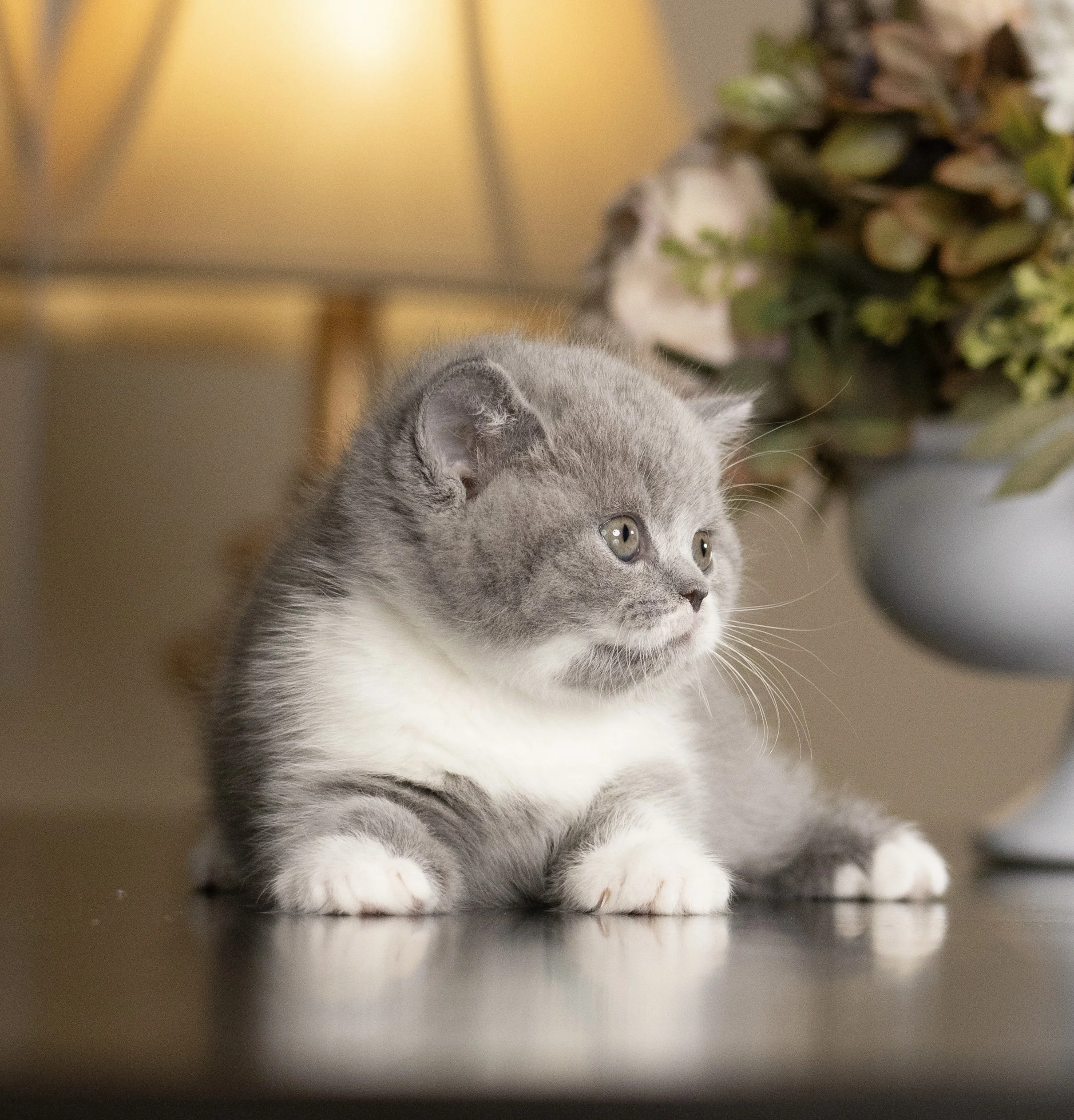Blue Bicolor British Shorthair kitten from HoneyDream Cattery -Georgia USA