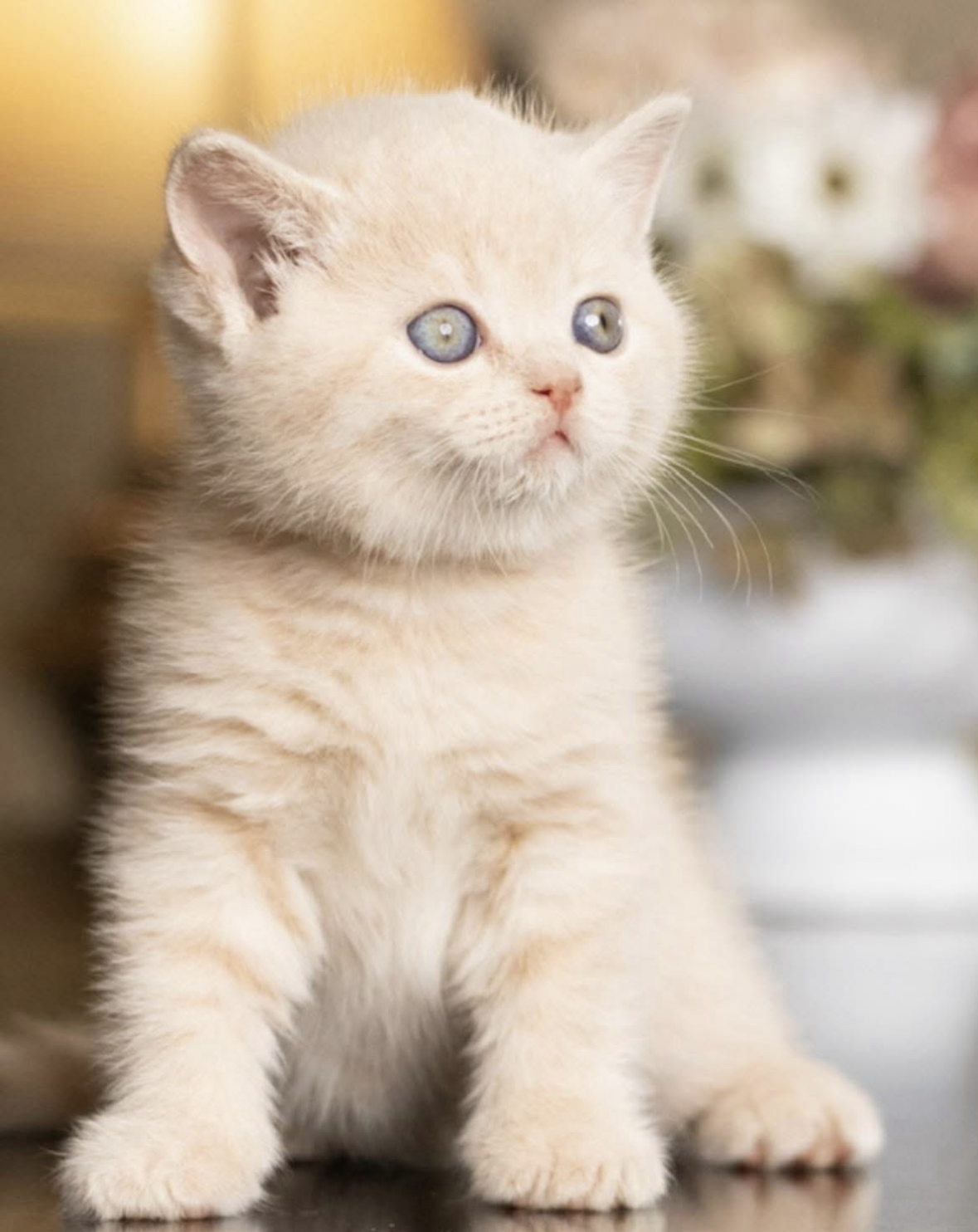 Available British Shorthair Kitten from HoneyDream Cattery -Georgia USA